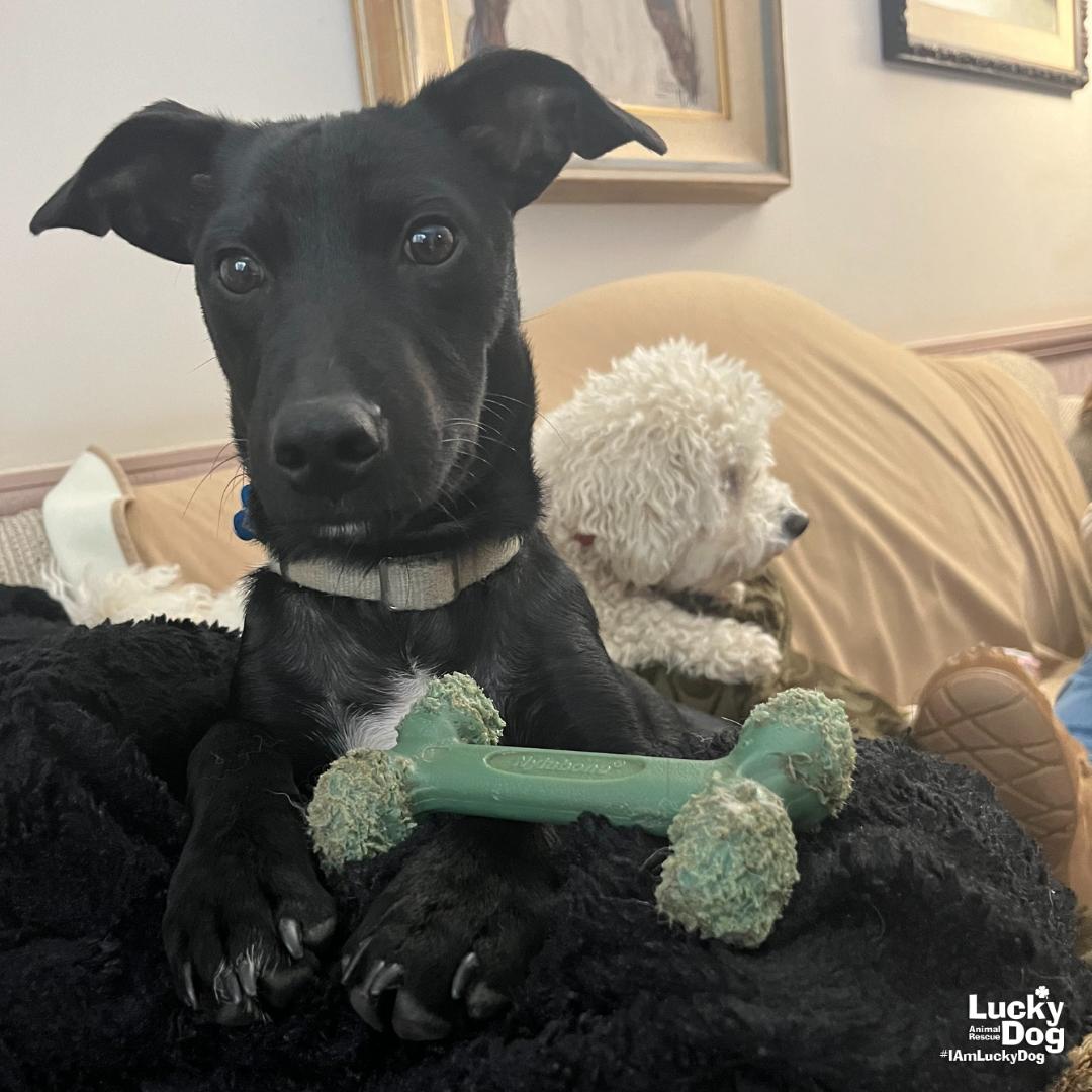 Mars, a Adopted mixed breed in Washington, DC image 1/3