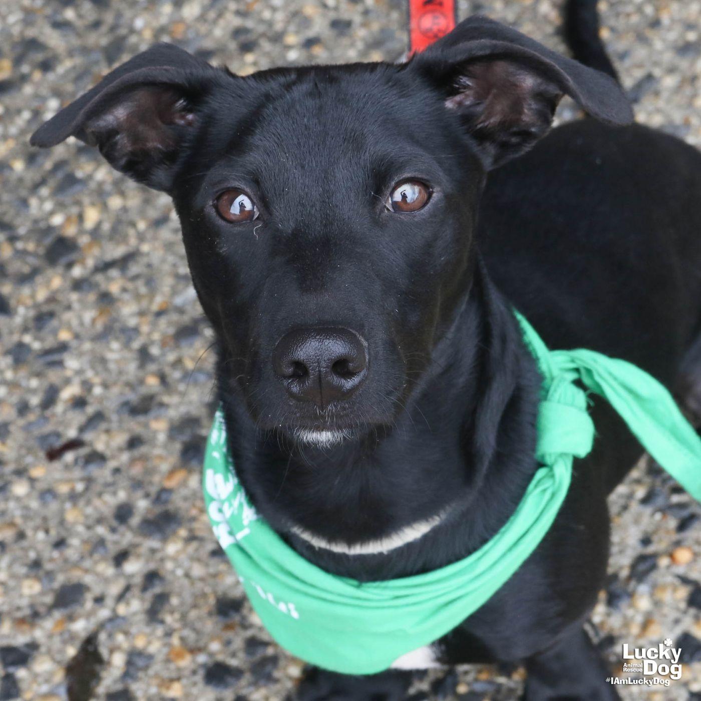 Mars, a Adopted mixed breed in Washington, DC image 2/3