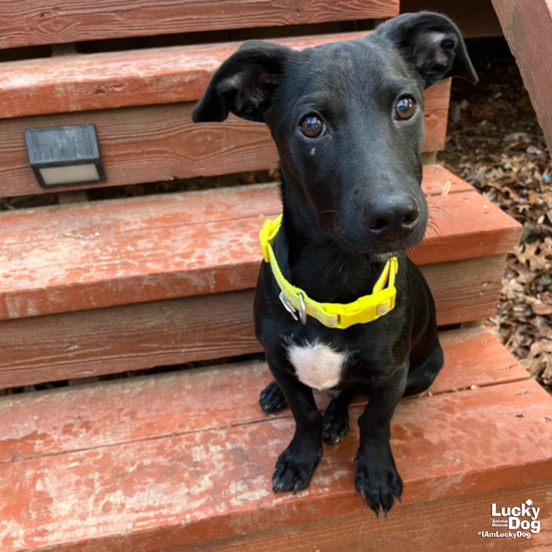 Mars, a Adopted mixed breed in Washington, DC image 3/3