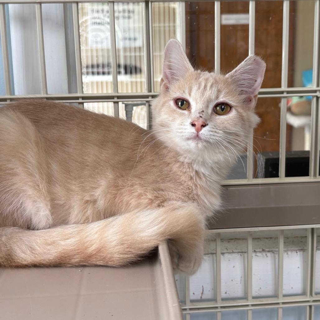 54746 Buff, Adoptable, Young Male Domestic Medium Hair.