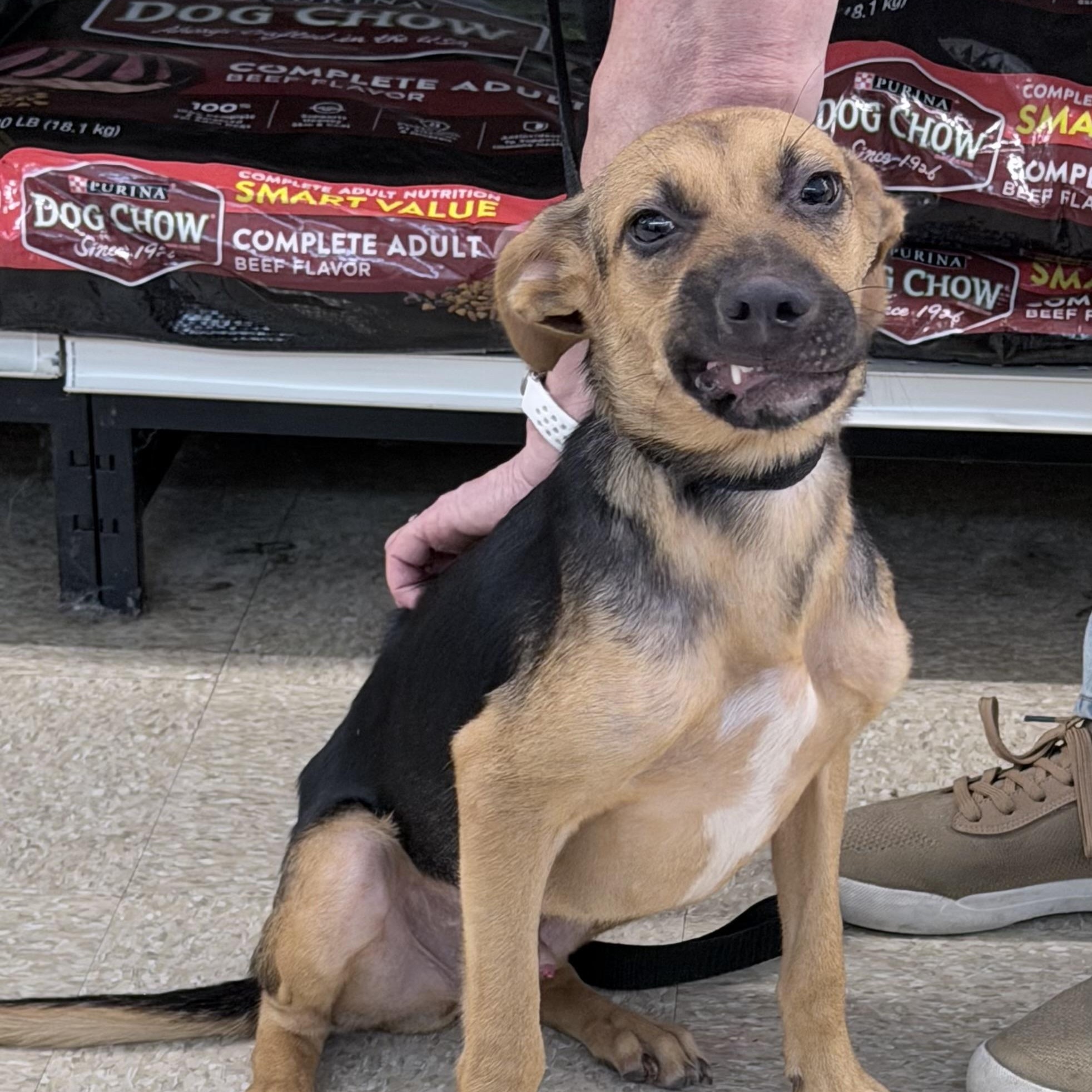 Enlarge Langley - Local October 9-11, a Adoptable mixed breed in Happy Valley , OR image 5/6