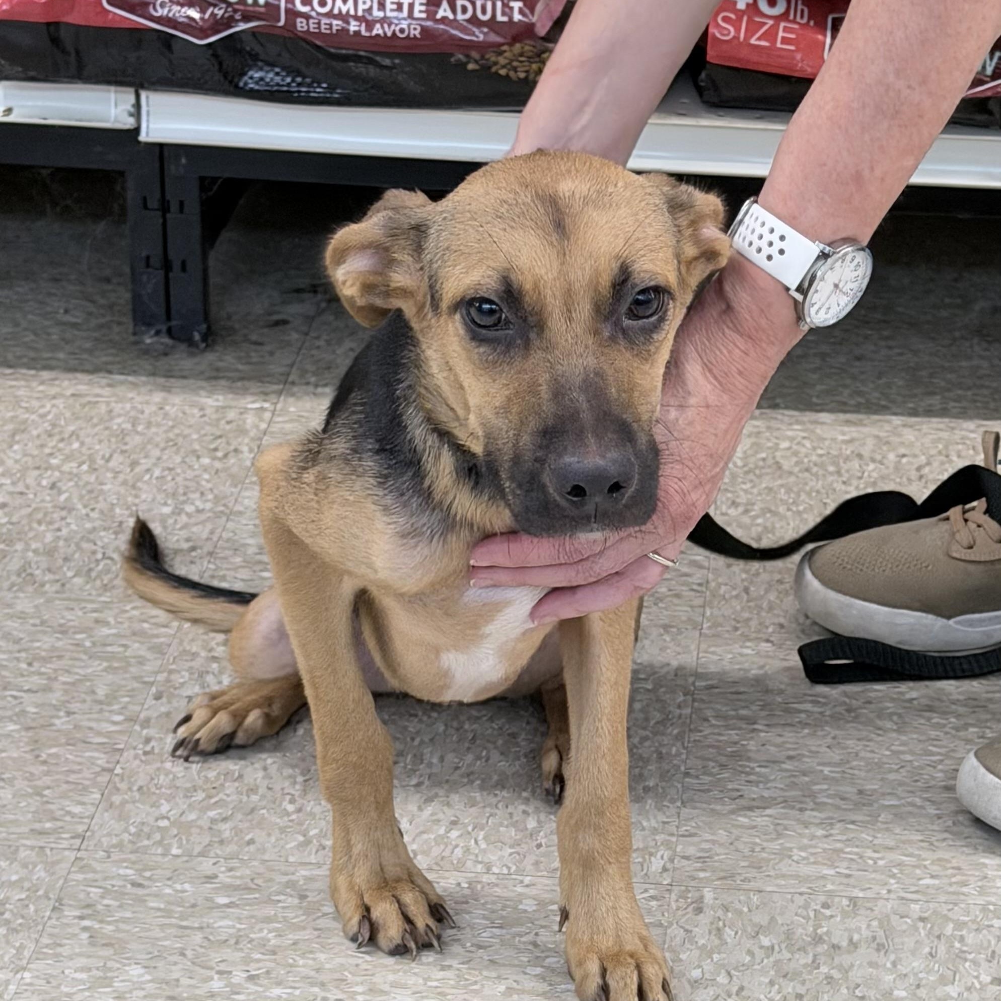 Enlarge Langley - Local October 9-11, a Adoptable mixed breed in Happy Valley , OR image 4/6
