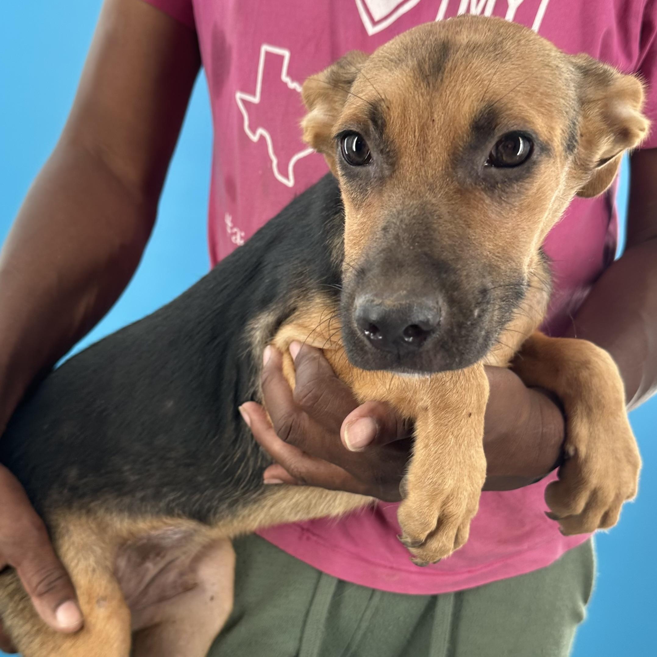 Enlarge Langley - Local October 9-11, a Adoptable mixed breed in Happy Valley , OR image 1/6