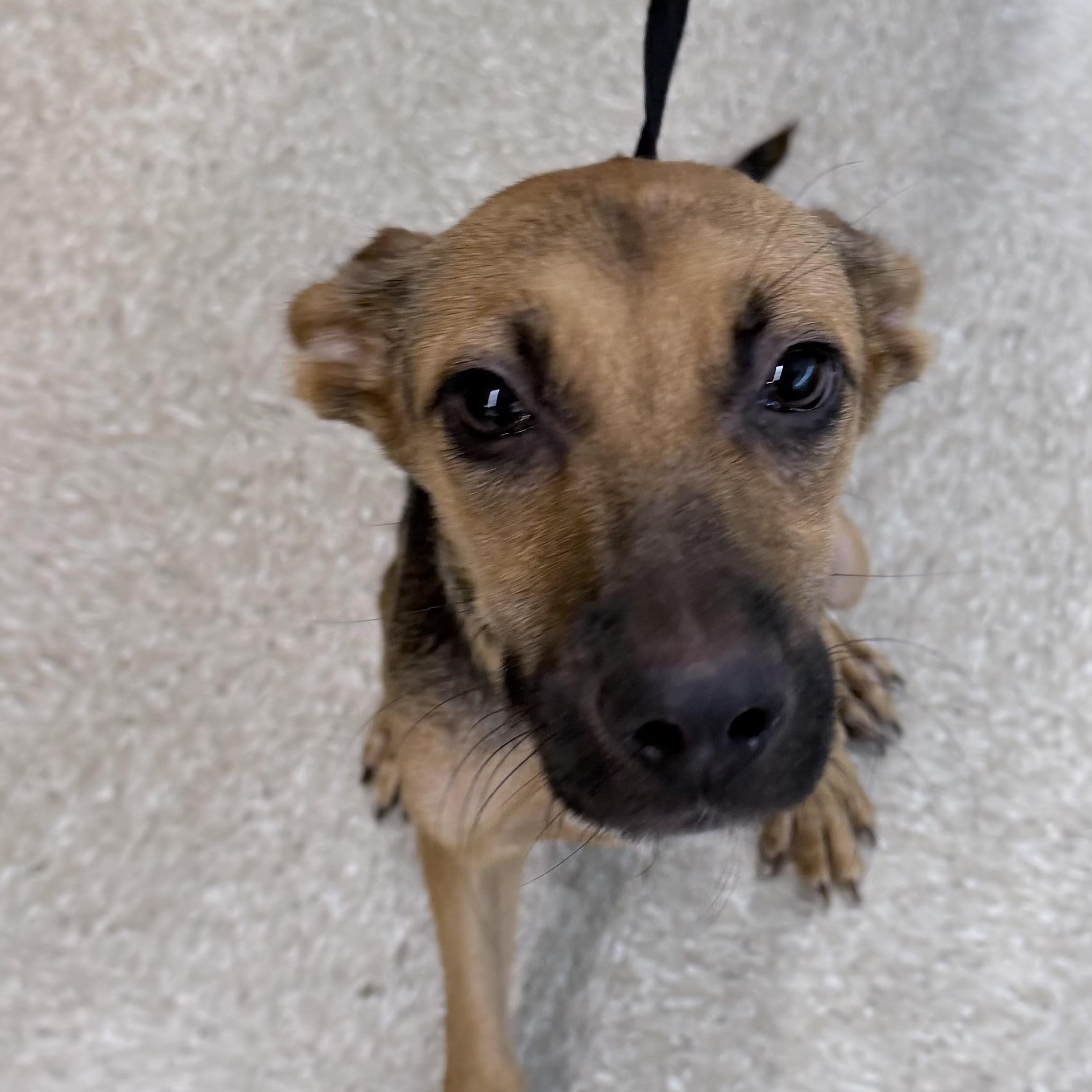 Enlarge Langley - Local October 9-11, a Adoptable mixed breed in Happy Valley , OR image 6/6