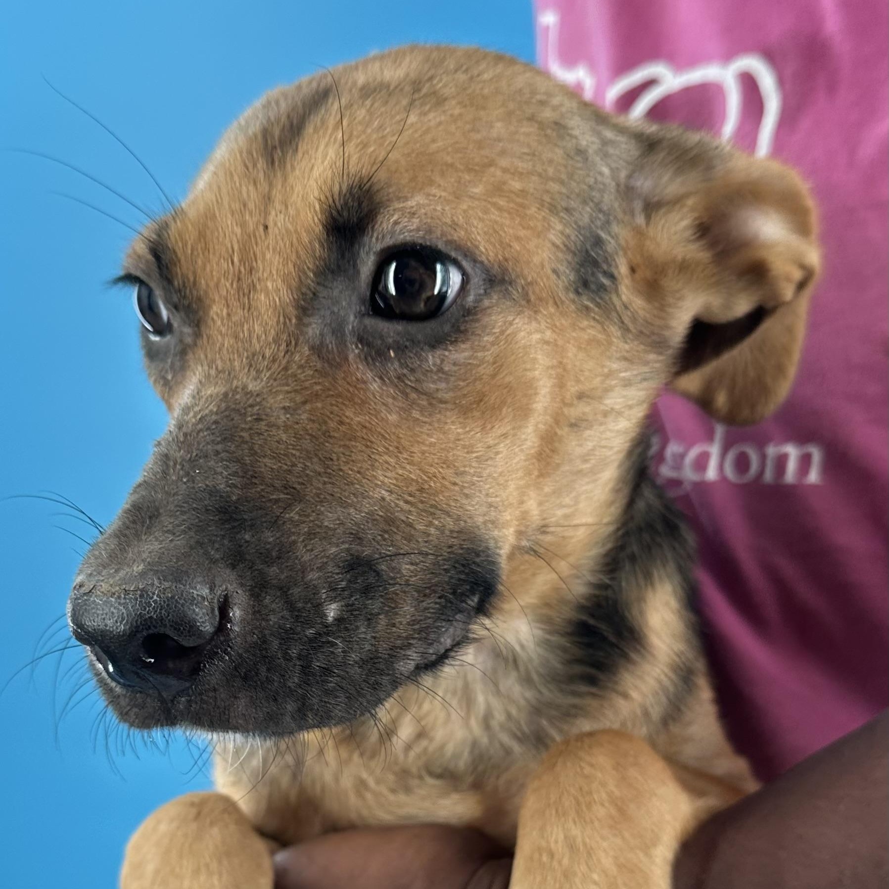 Enlarge Langley - Local October 9-11, a Adoptable mixed breed in Happy Valley , OR image 3/6
