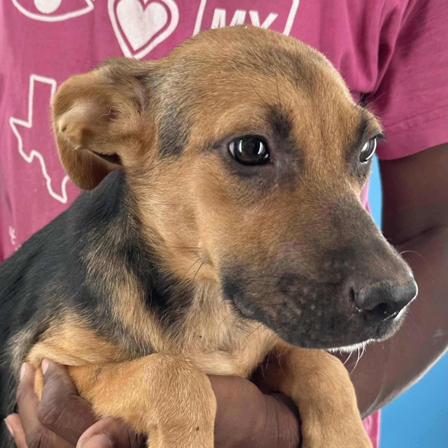 Enlarge Langley - Local October 9-11, a Adoptable mixed breed in Happy Valley , OR image 2/6