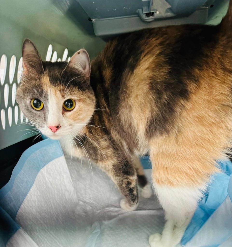 Enlarge Mouse, a Adoptable Domestic Short Hair in Cloquet, MN image 1/1