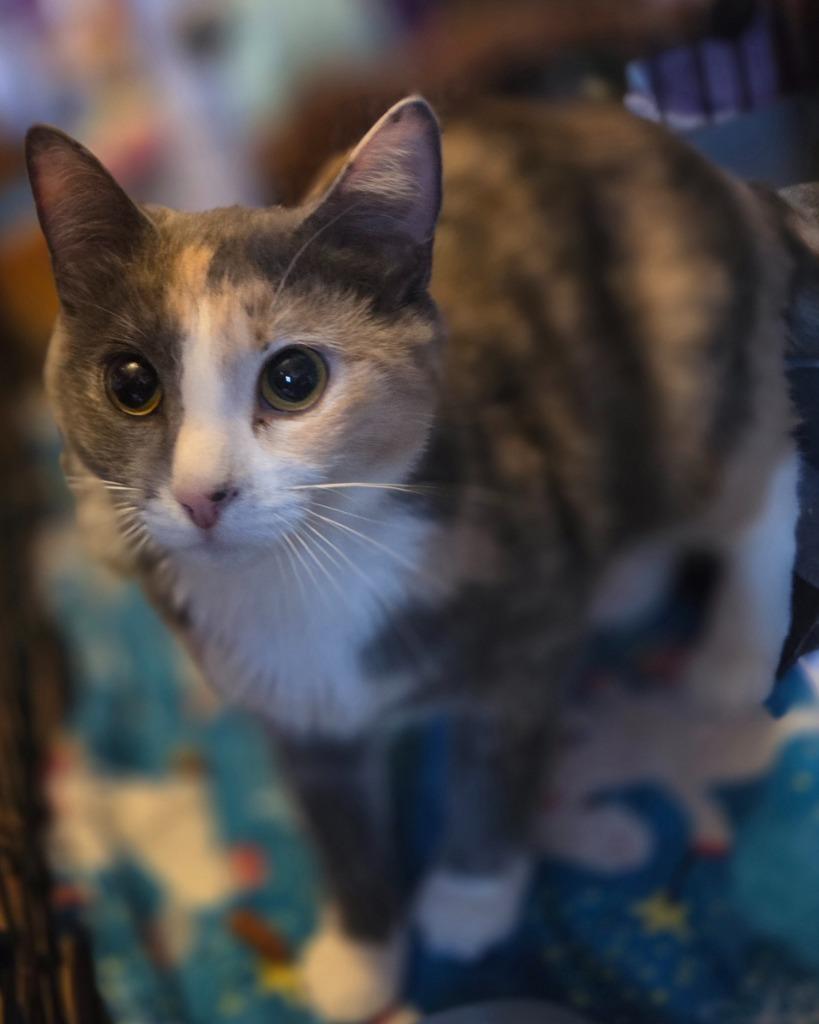 Mouse, a Adoptable Domestic Short Hair in Cloquet, MN image 2/2