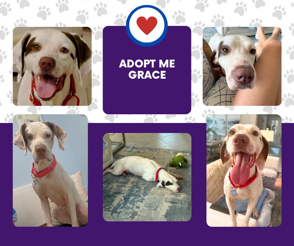Grace (FL), ADOPTABLE, Adult Female English Pointer.