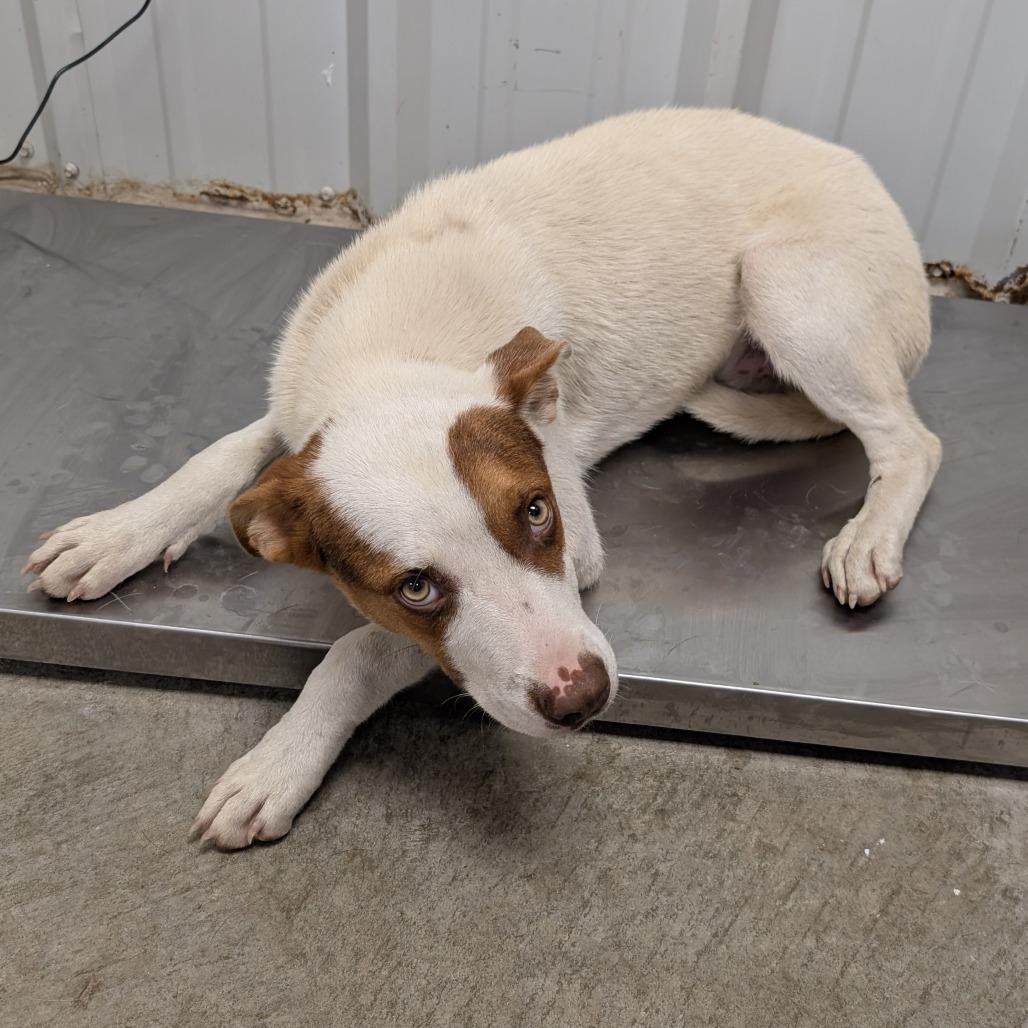 Jerry, Adoptable, Adult Male Mixed Breed.