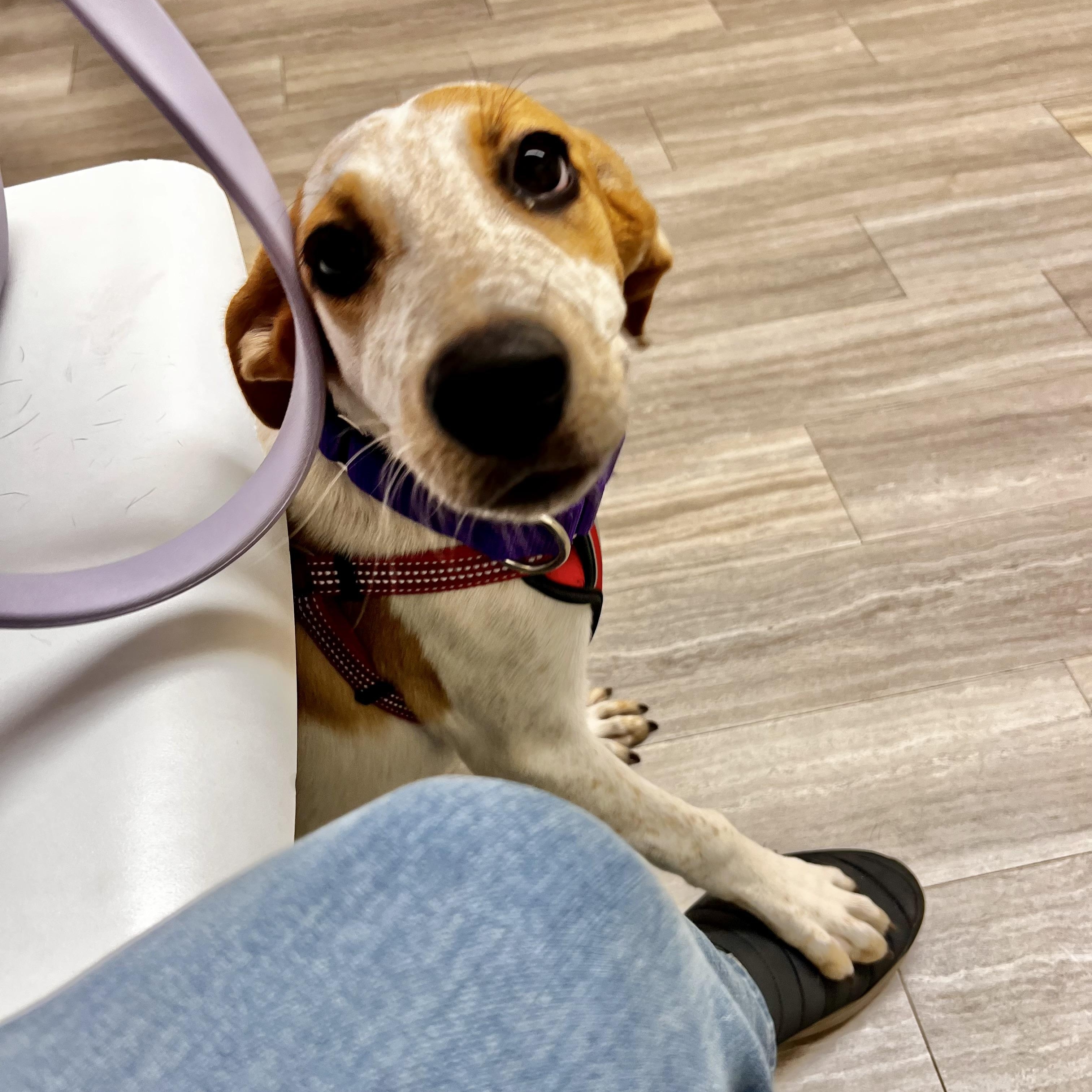 Enlarge Sunbeam, a Adoptable mixed breed in Griswold, CT image 2/5