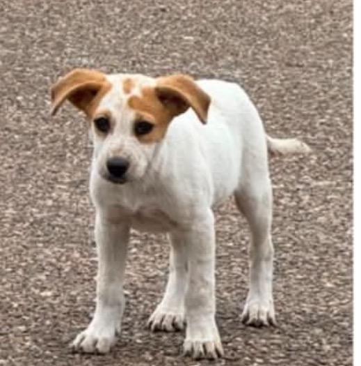 Sunbeam, Adoptable, Puppy Female Australian Cattle Dog / Blue Heeler.