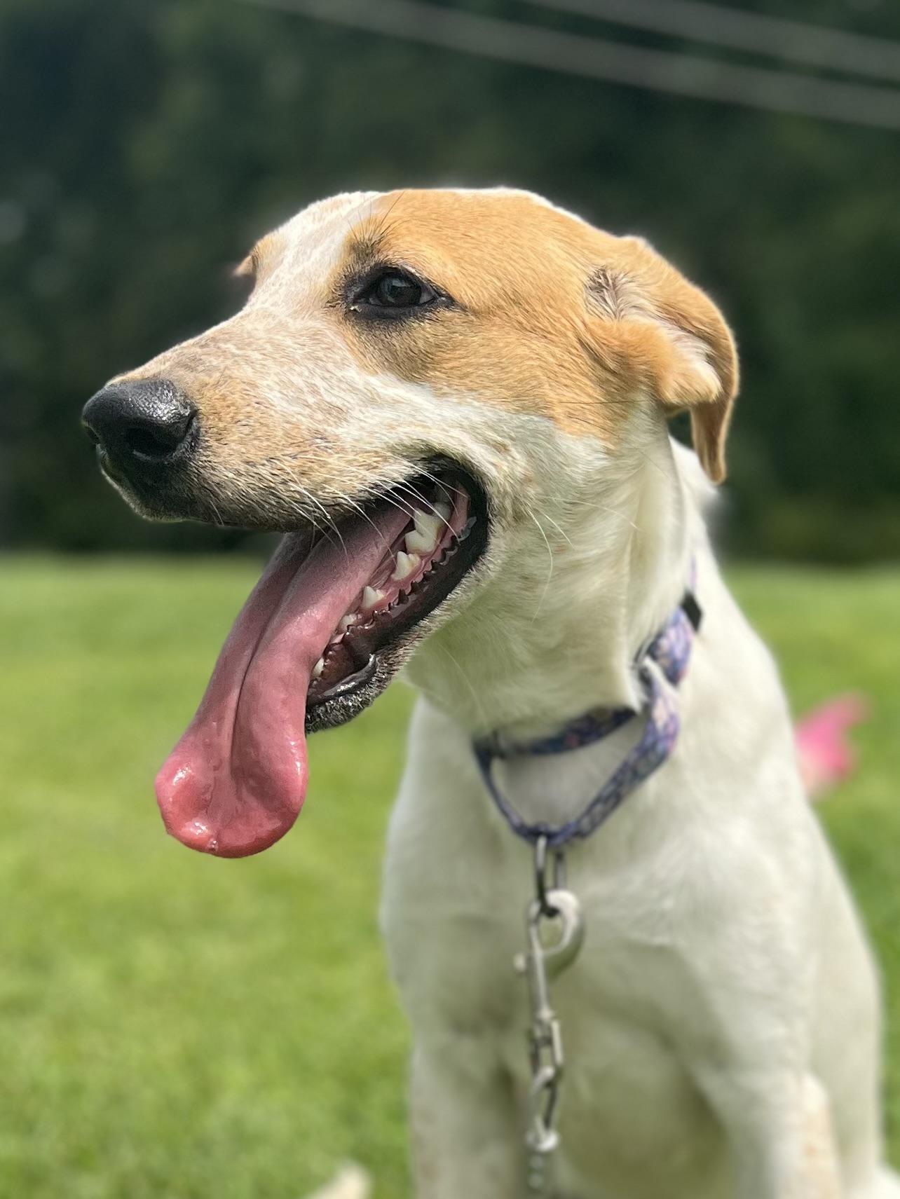 Enlarge Sunbeam, a Adoptable mixed breed in Griswold, CT image 4/6