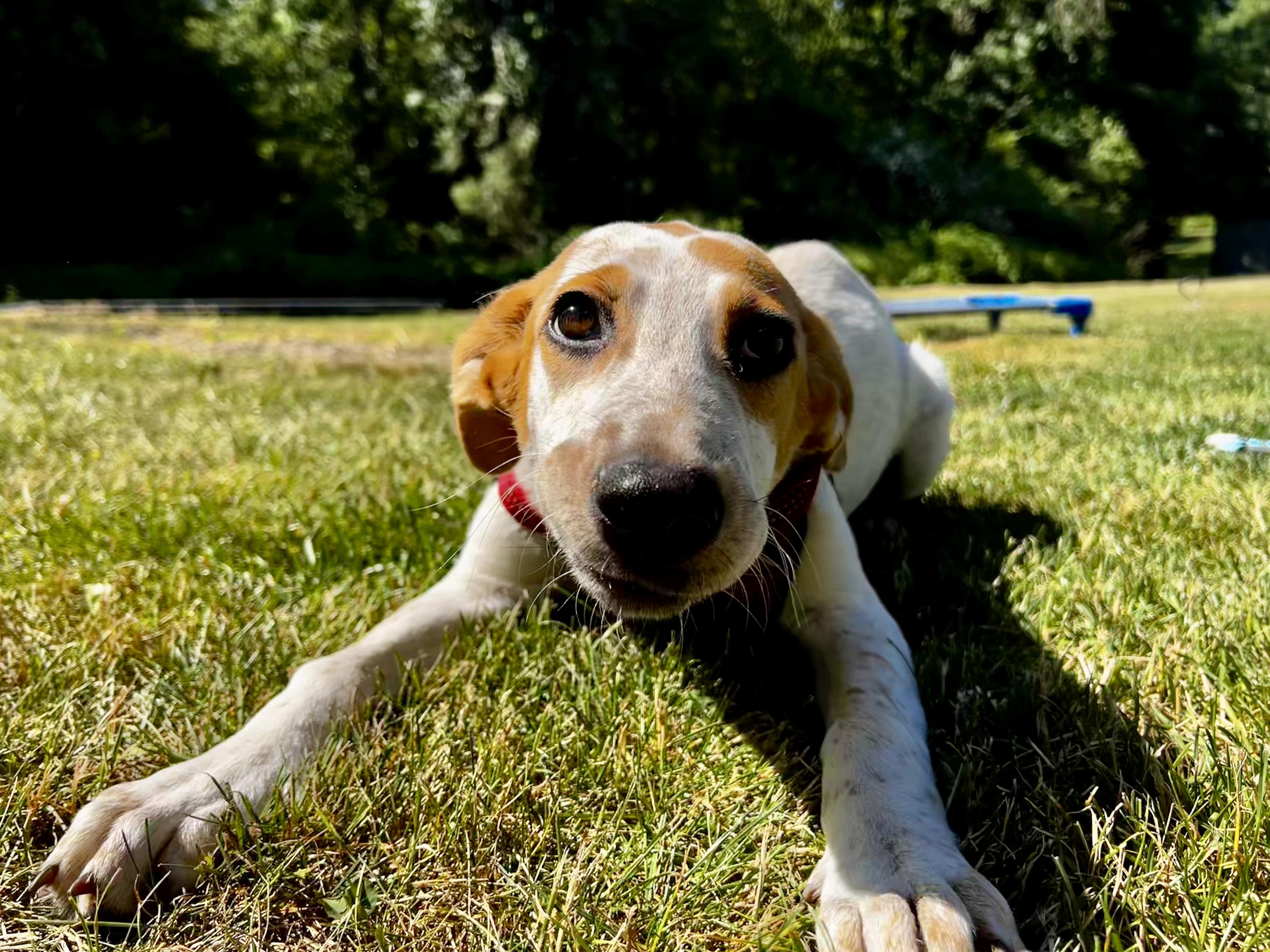 Enlarge Sunbeam, a Adoptable mixed breed in Griswold, CT image 4/5