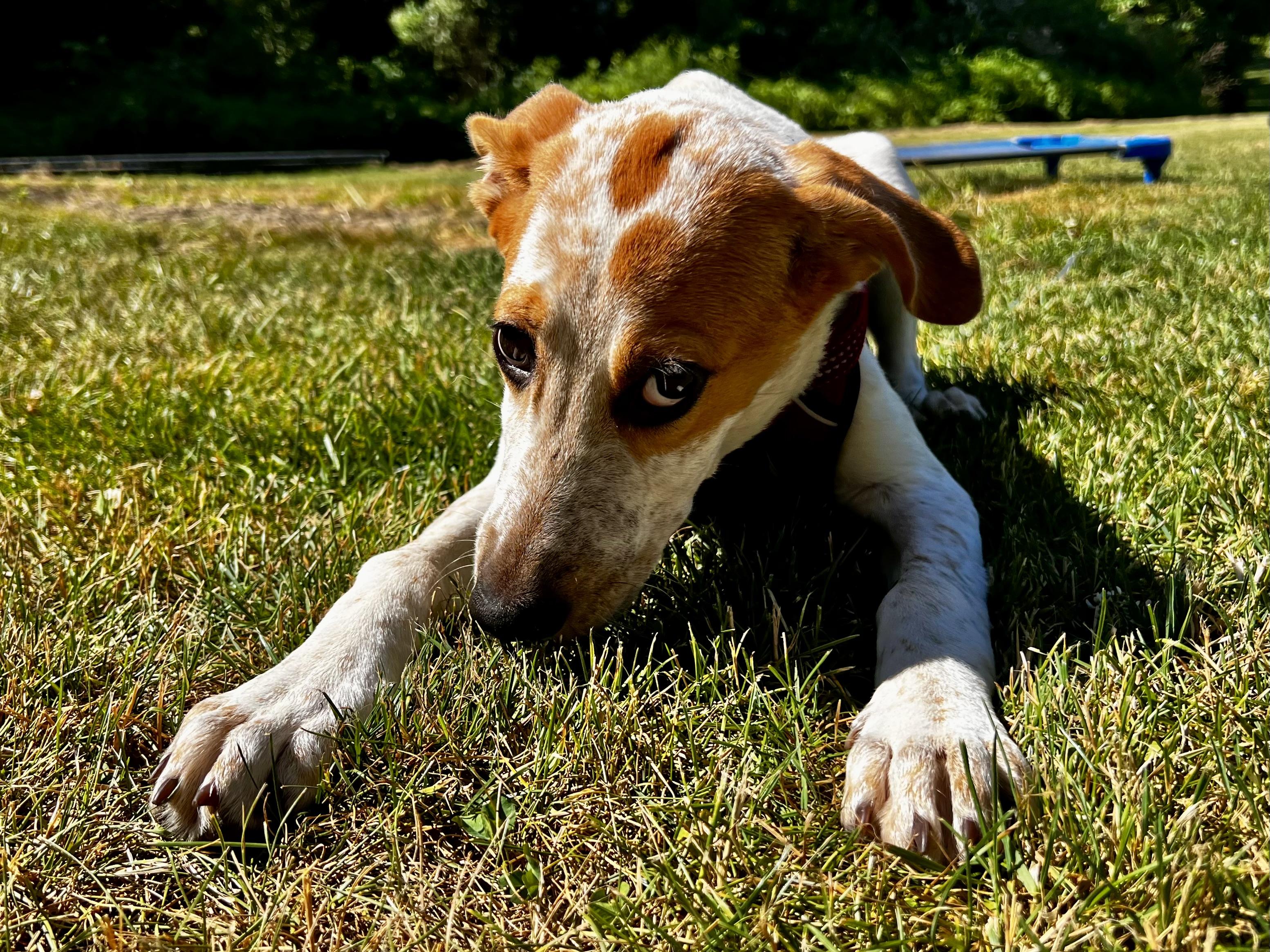 Enlarge Sunbeam, a Adoptable mixed breed in Griswold, CT image 3/5