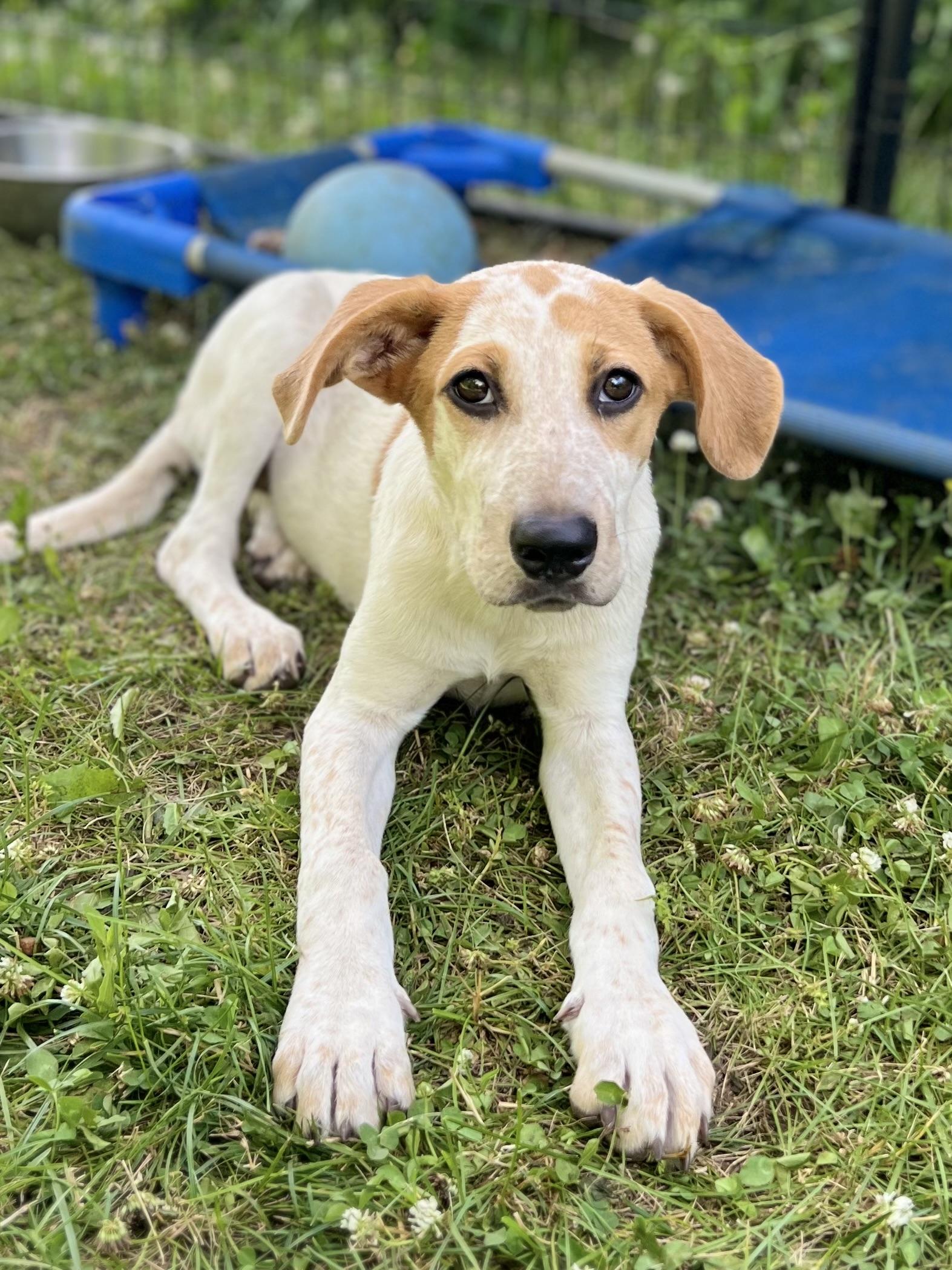 Enlarge Sunbeam, a Adoptable mixed breed in Griswold, CT image 1/5