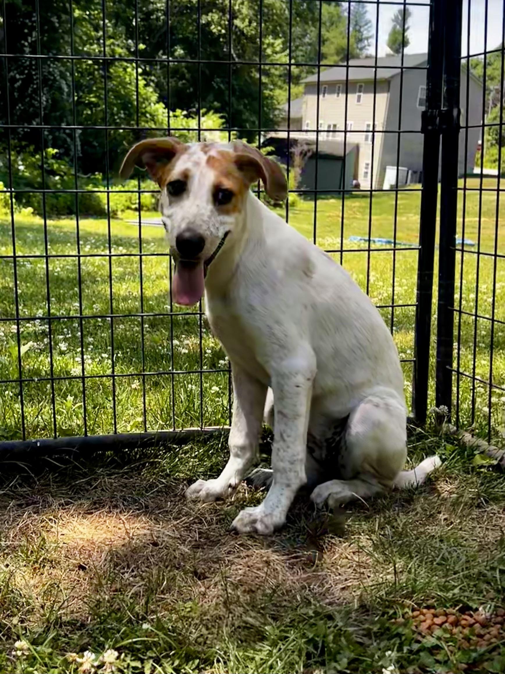 Enlarge Sunbeam, a Adoptable mixed breed in Griswold, CT image 5/5