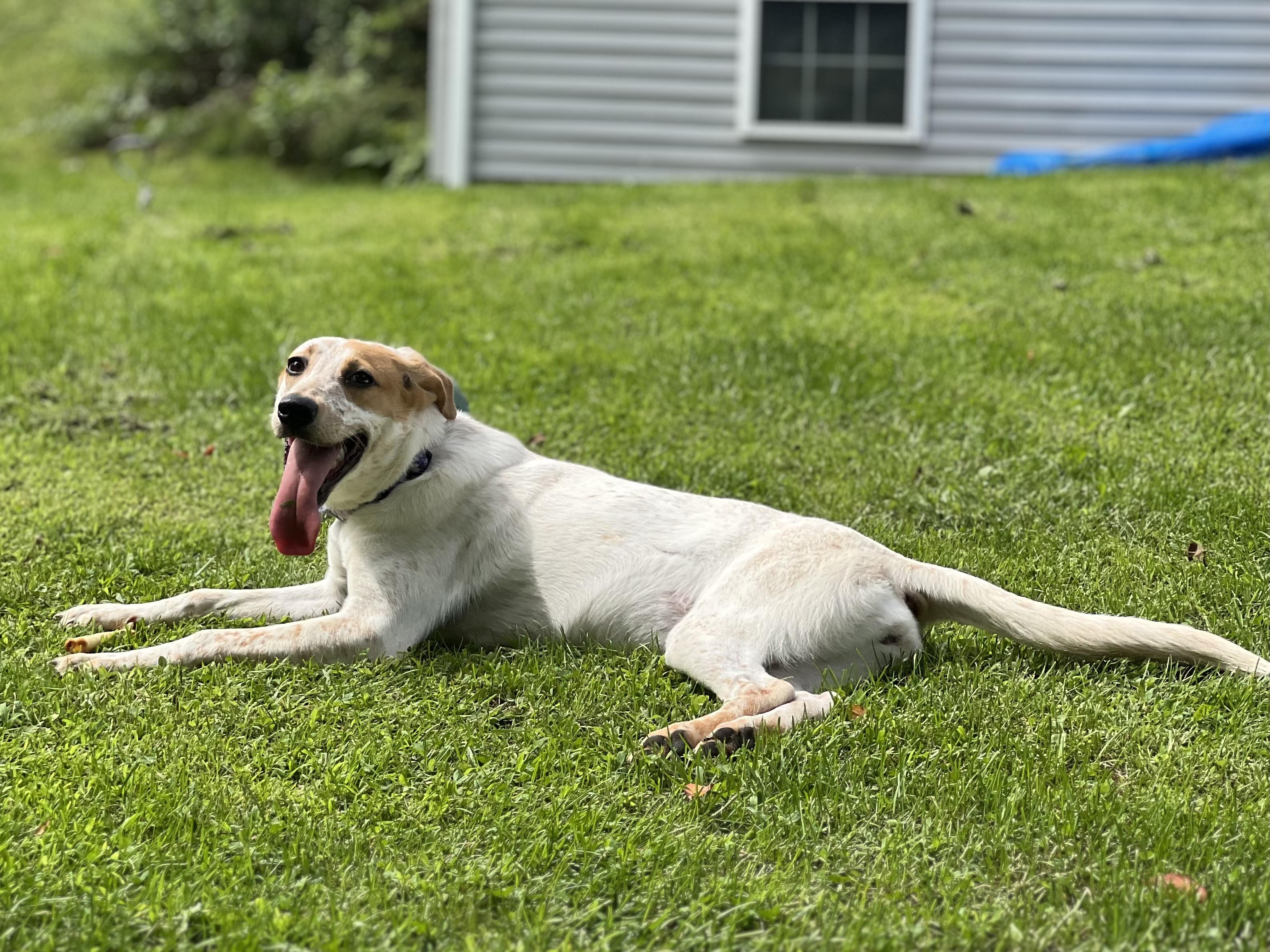Enlarge Sunbeam, a Adoptable mixed breed in Griswold, CT image 5/6