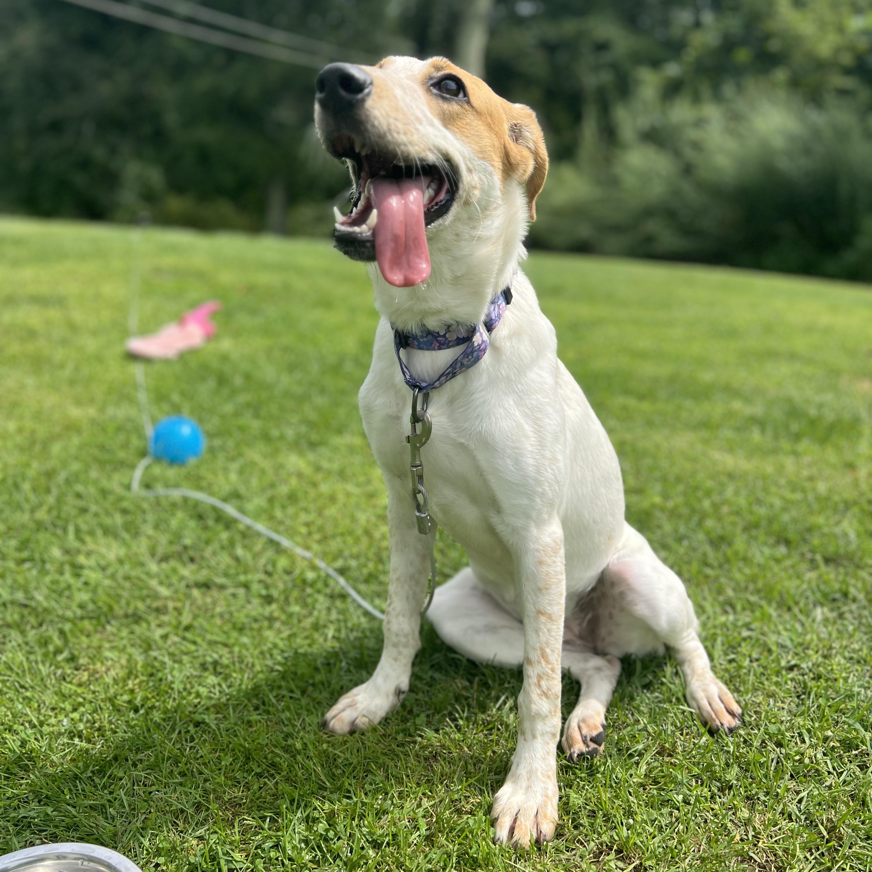 Enlarge Sunbeam, a Adoptable mixed breed in Griswold, CT image 6/6