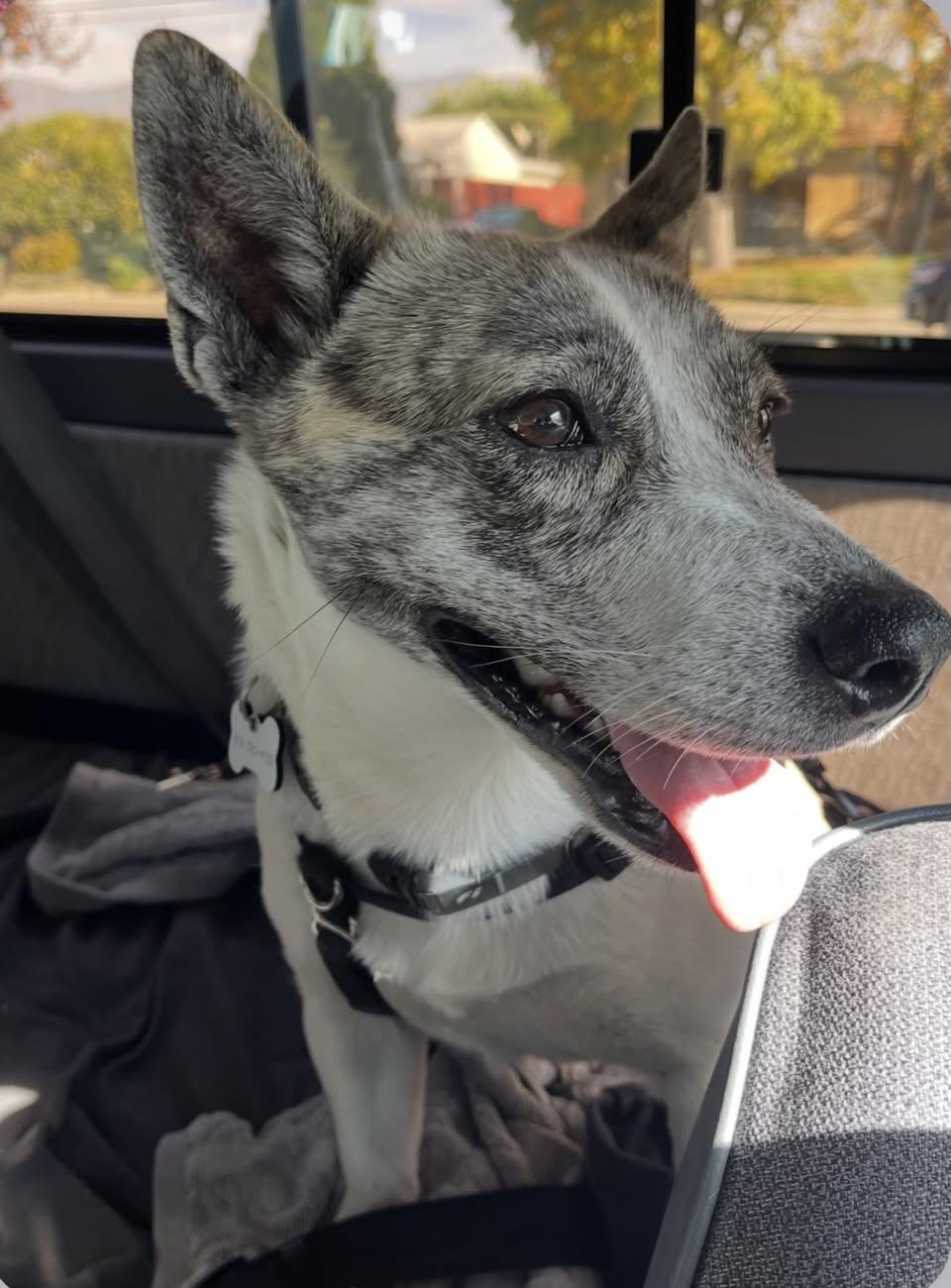 Jackie, ADOPTABLE, Young Female Mixed Breed.