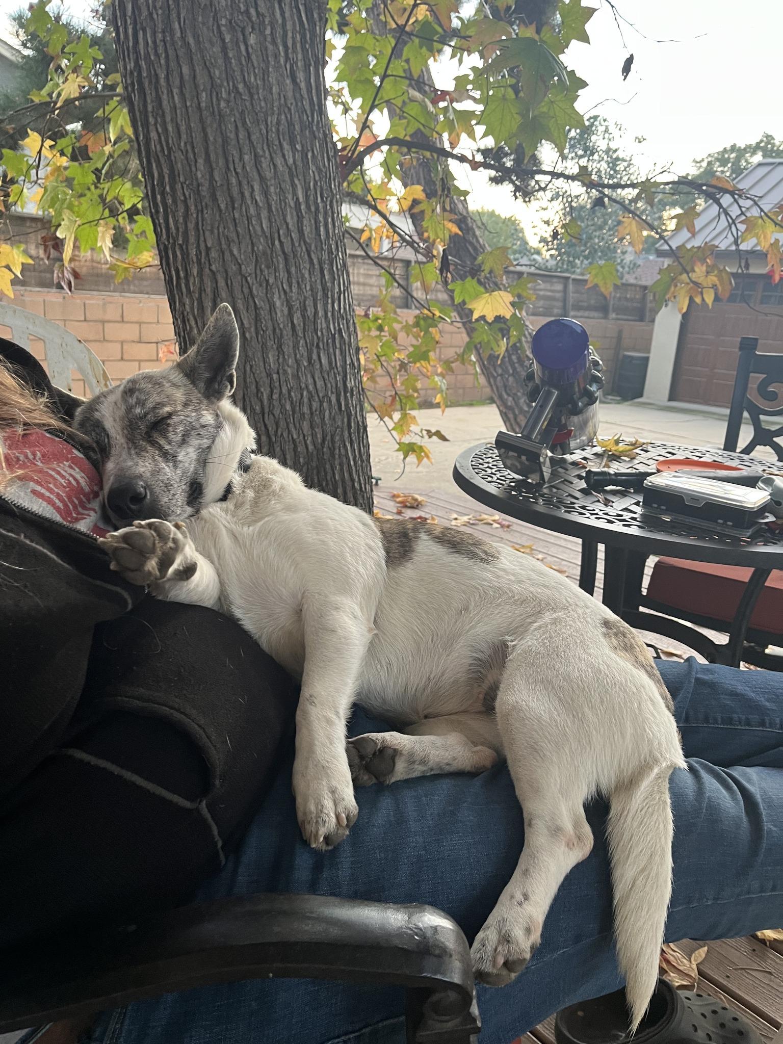 Enlarge Jackie, a ADOPTABLE Mixed Breed in Portland, OR image 2/6