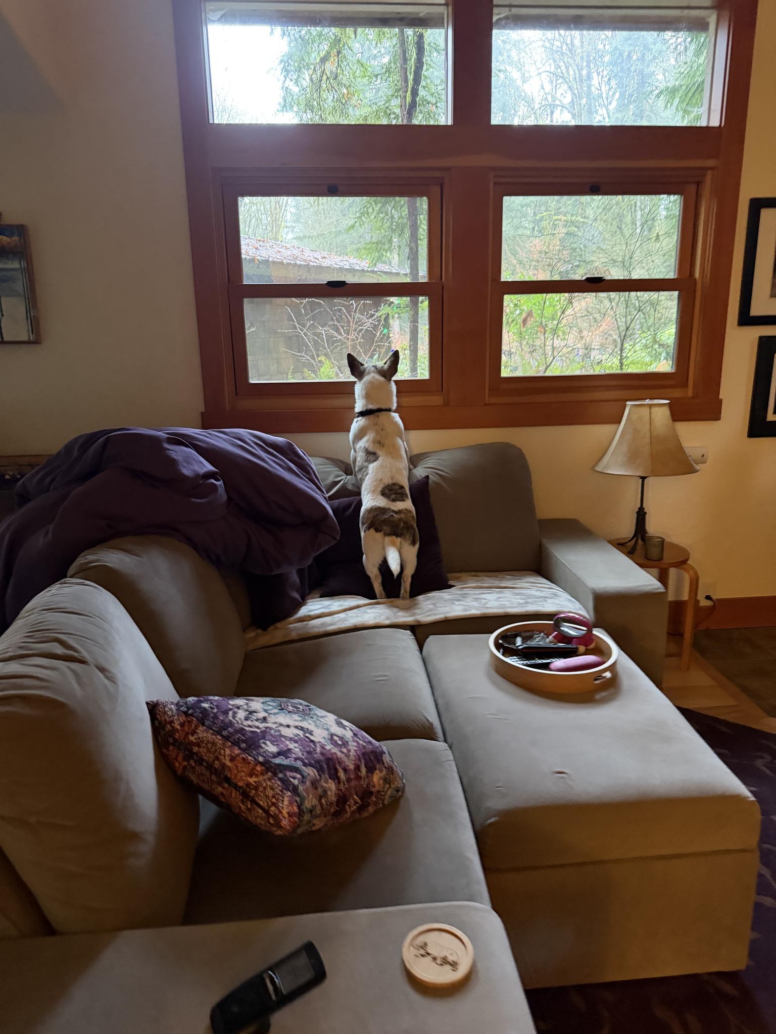 Enlarge Jackie, a ADOPTABLE Mixed Breed in Portland, OR image 3/6