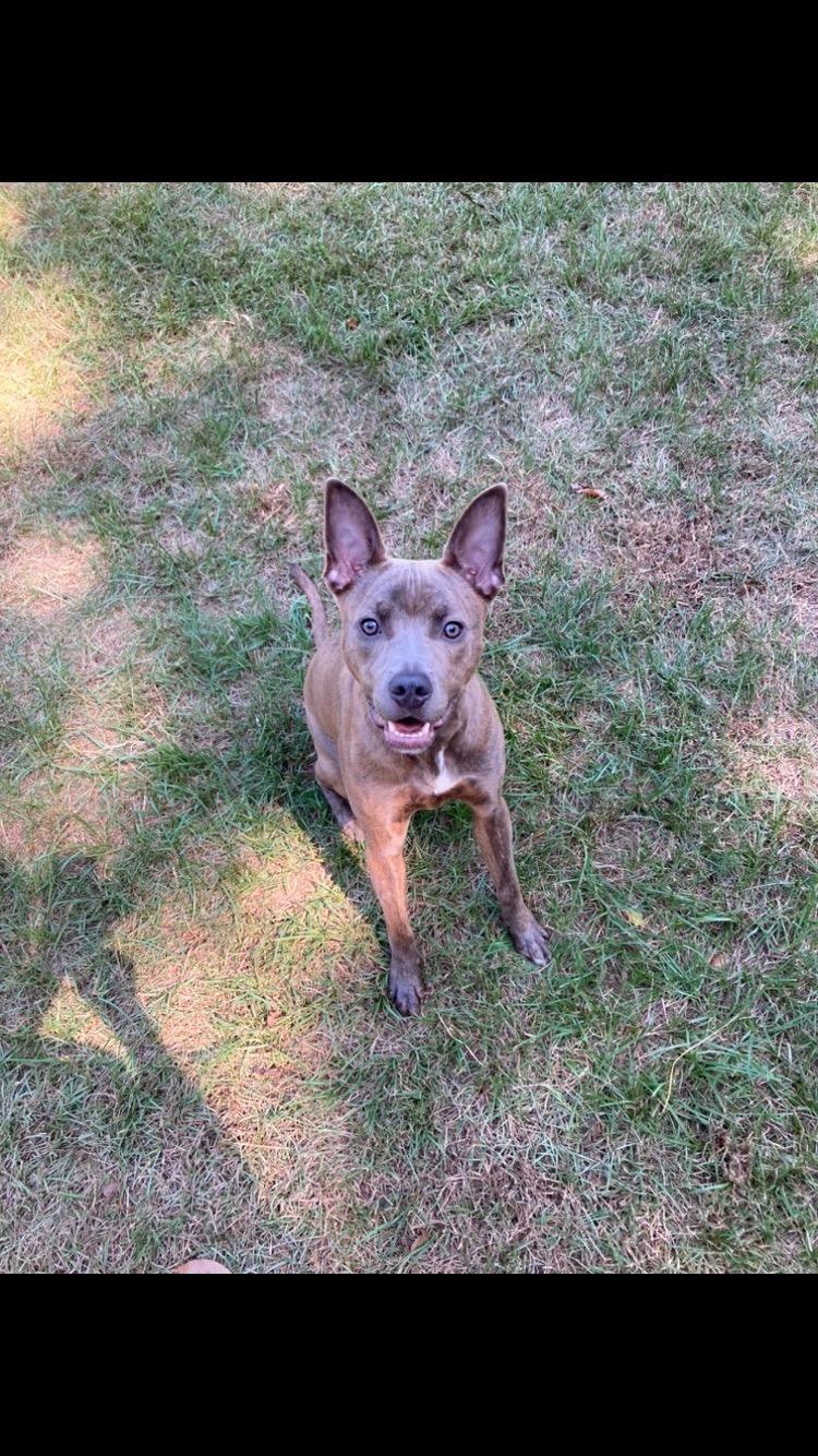 Hope, Adoptable, Adult Female German Shepherd Dog & Pit Bull Terrier.