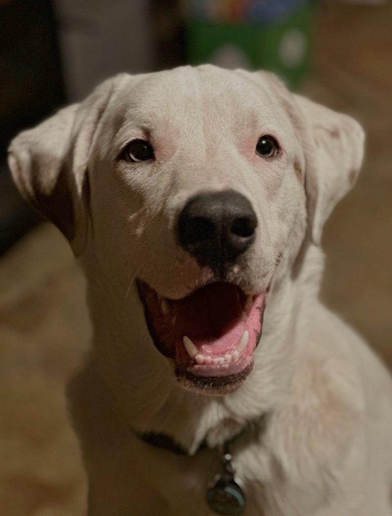 Enlarge Frostie, a ADOPTABLE mixed breed in Rochester , NY image 2/6