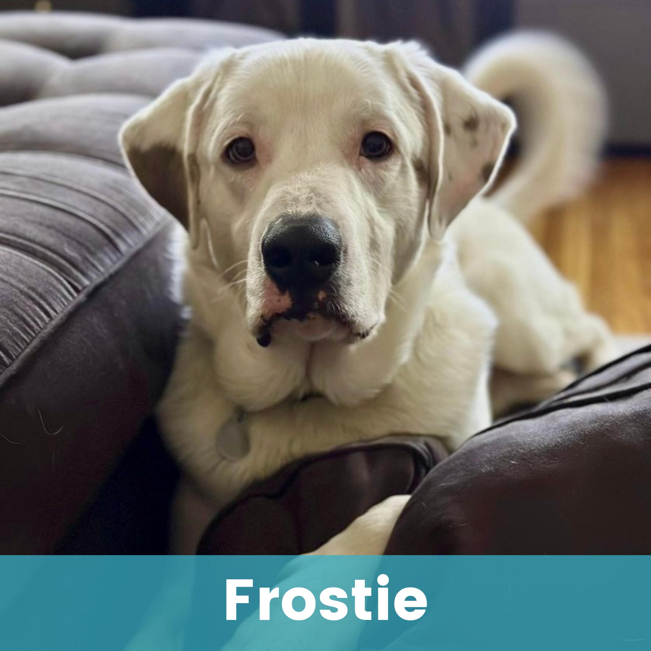 Frostie, ADOPTABLE, Adult Male Great Pyrenees.