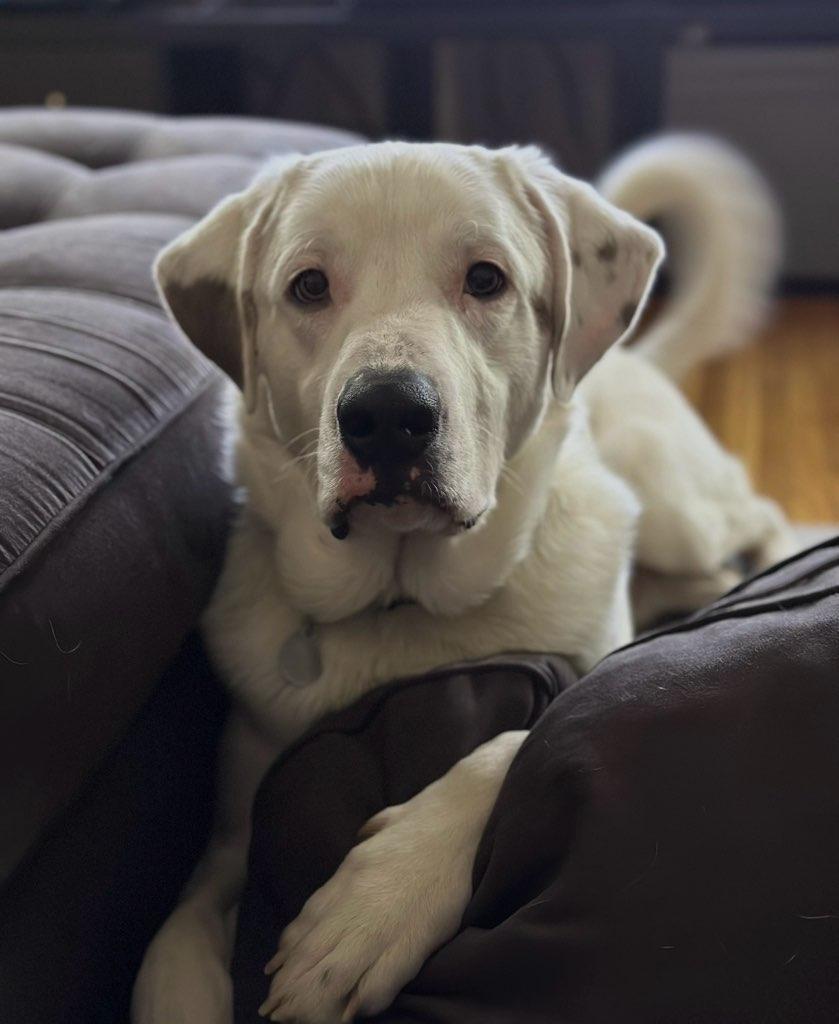 Enlarge Frostie, a ADOPTABLE mixed breed in Rochester , NY image 3/6