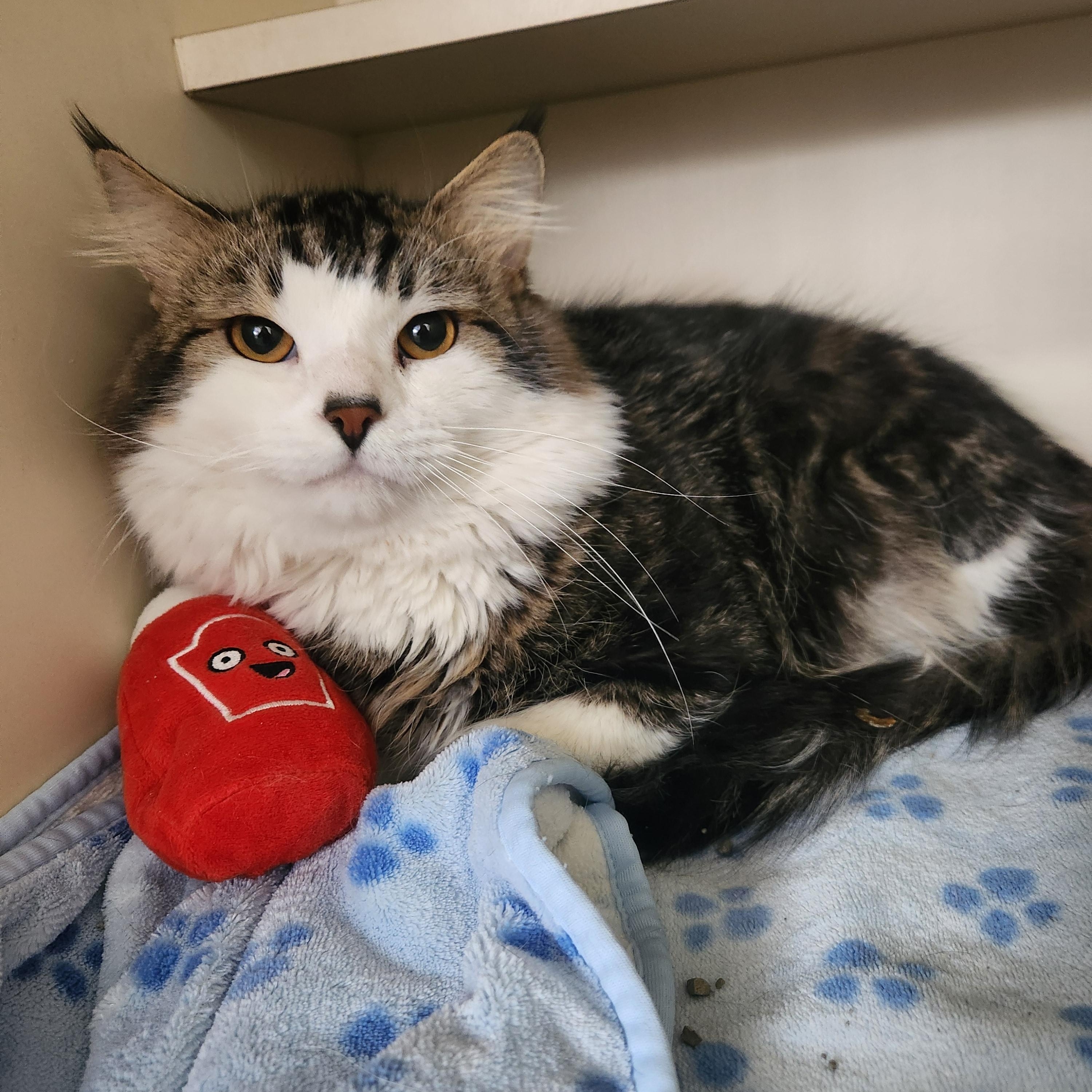 Enlarge Oslo, an adopted Domestic Long Hair in Brookings, SD image 2/2