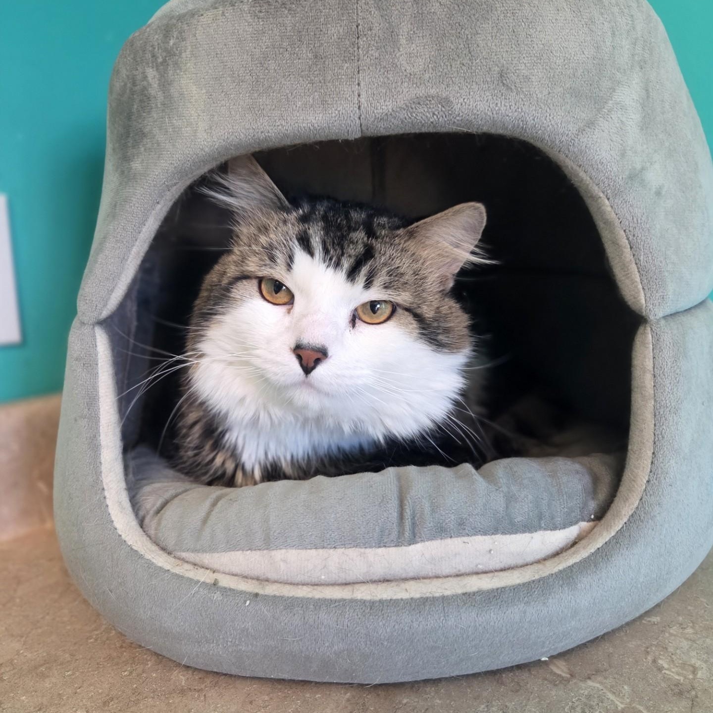 Oslo, adopted, Adult Male Domestic Long Hair.