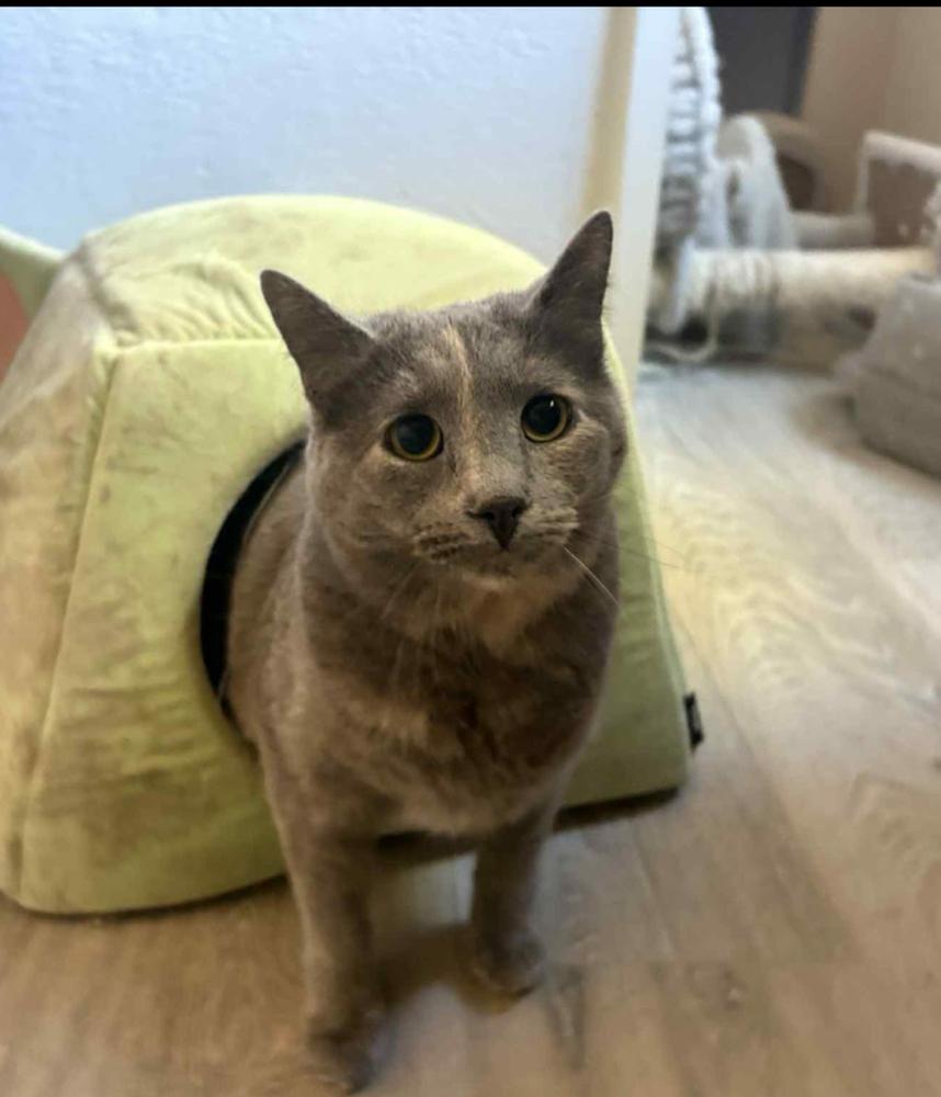 Enlarge Sia, a Adoptable mixed breed in Lafayette, CO image 2/2