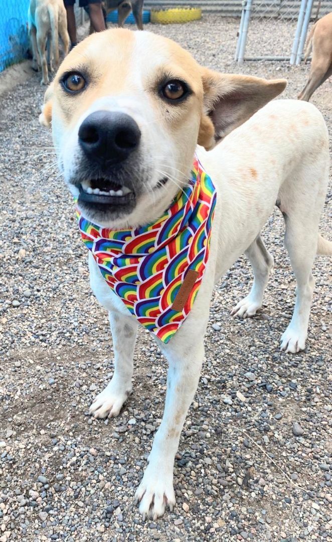Enlarge Shannon, a Adoptable mixed breed in San Francisco, CA image 2/6