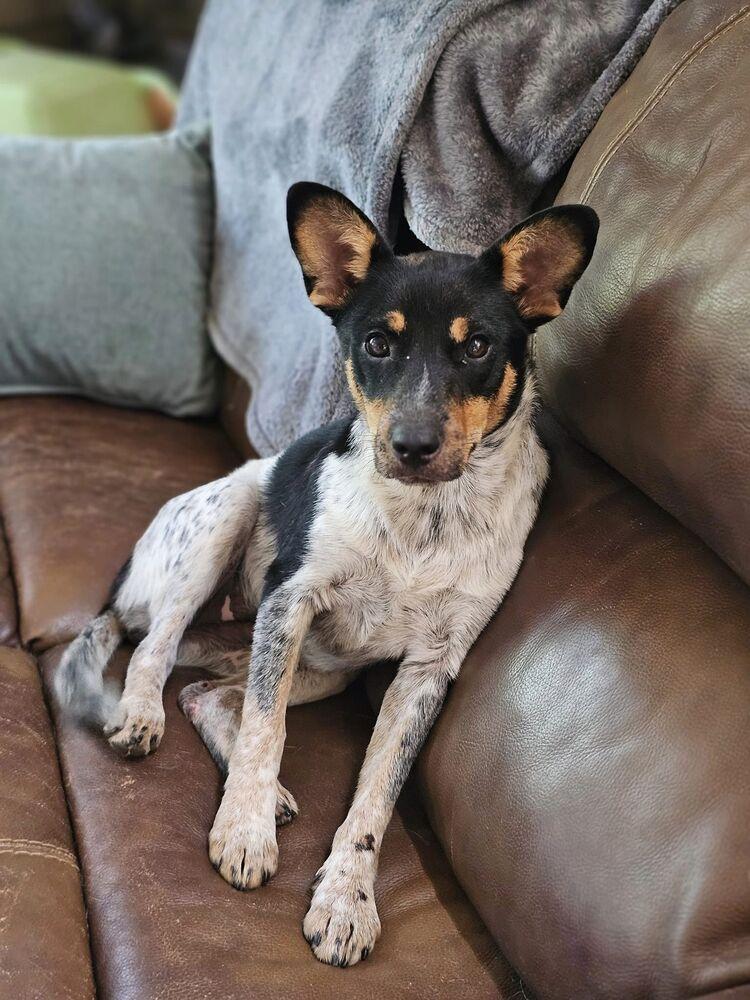 Rezy, Adoptable, Young Female Australian Cattle Dog / Blue Heeler & Rat Terrier.