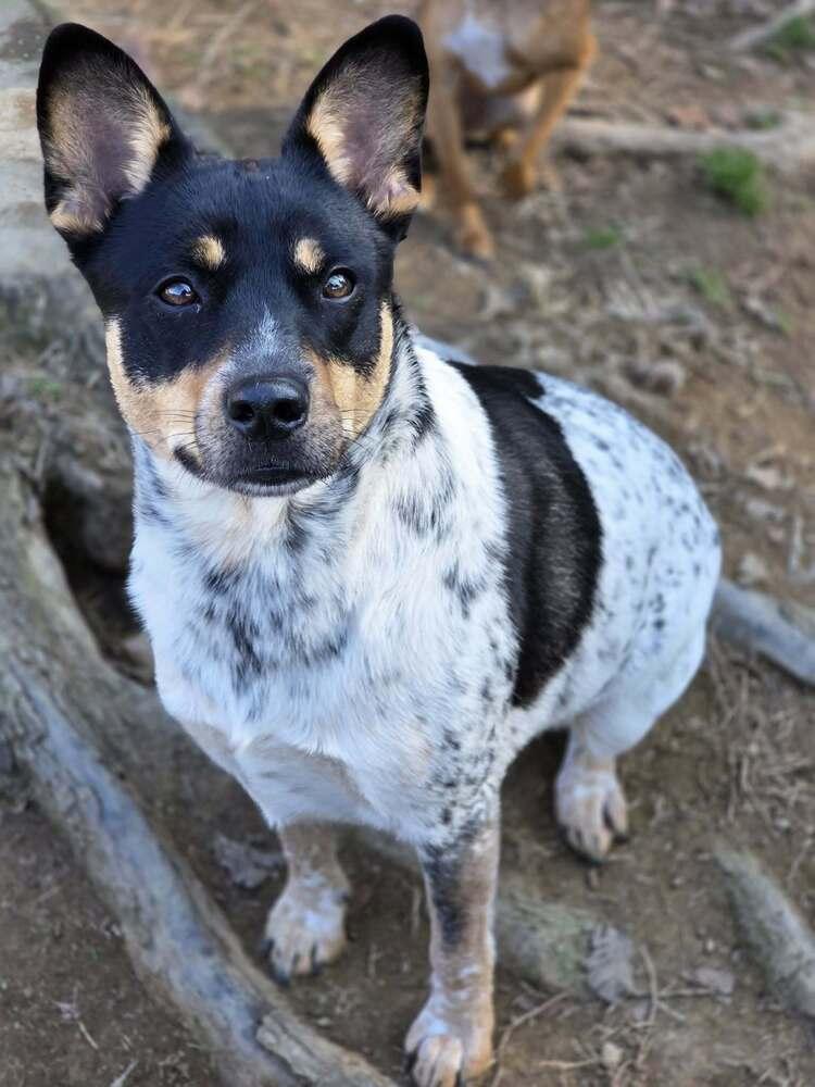 Enlarge Rezy, a Adoptable mixed breed in Chattanooga, TN image 2/2