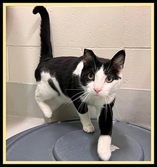 ANGEL, Adoptable, Young Male Domestic Short Hair.