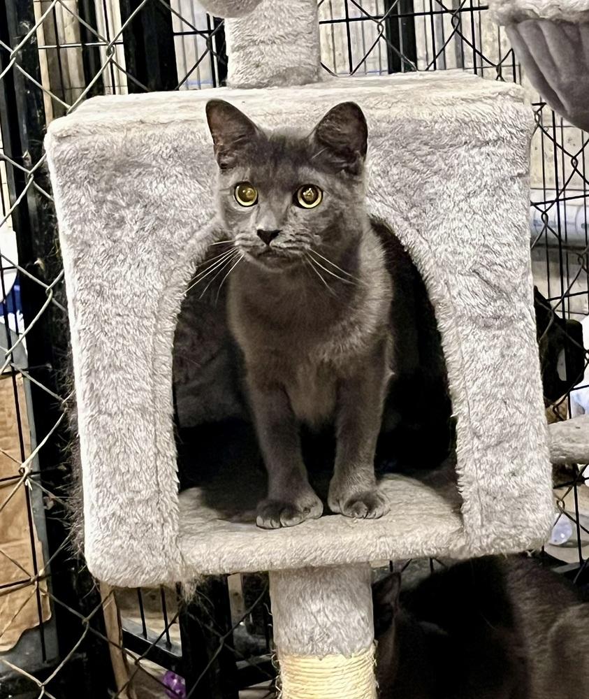 Cersei, Adoptable, Adult Female Domestic Short Hair.