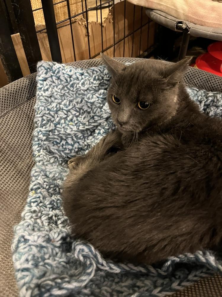 Enlarge Cersei, a Adoptable Domestic Short Hair in Bolton, CT image 2/6