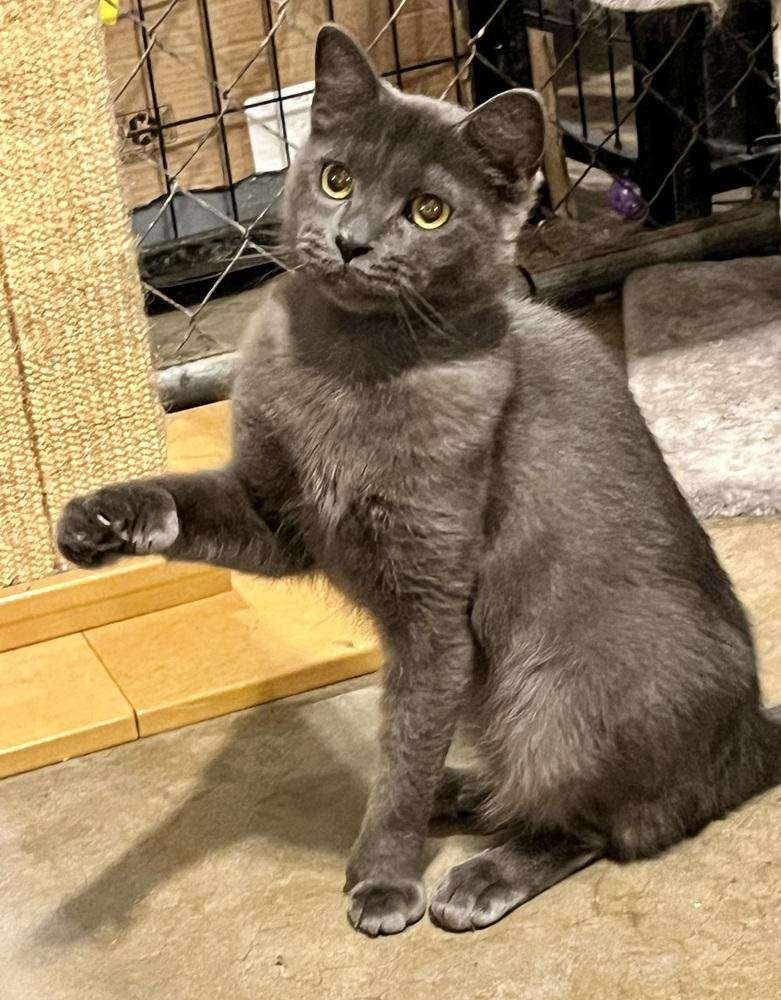 Enlarge Cersei, a Adoptable Domestic Short Hair in Bolton, CT image 4/6