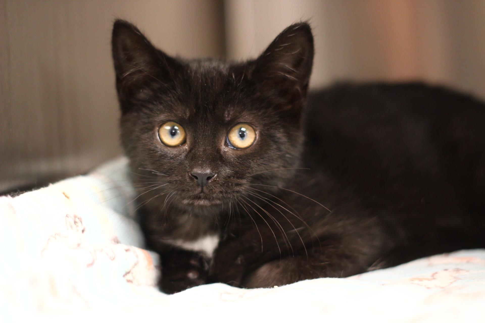 Enlarge Astoria, a Adopted Domestic Short Hair in Toledo, OH image 1/1