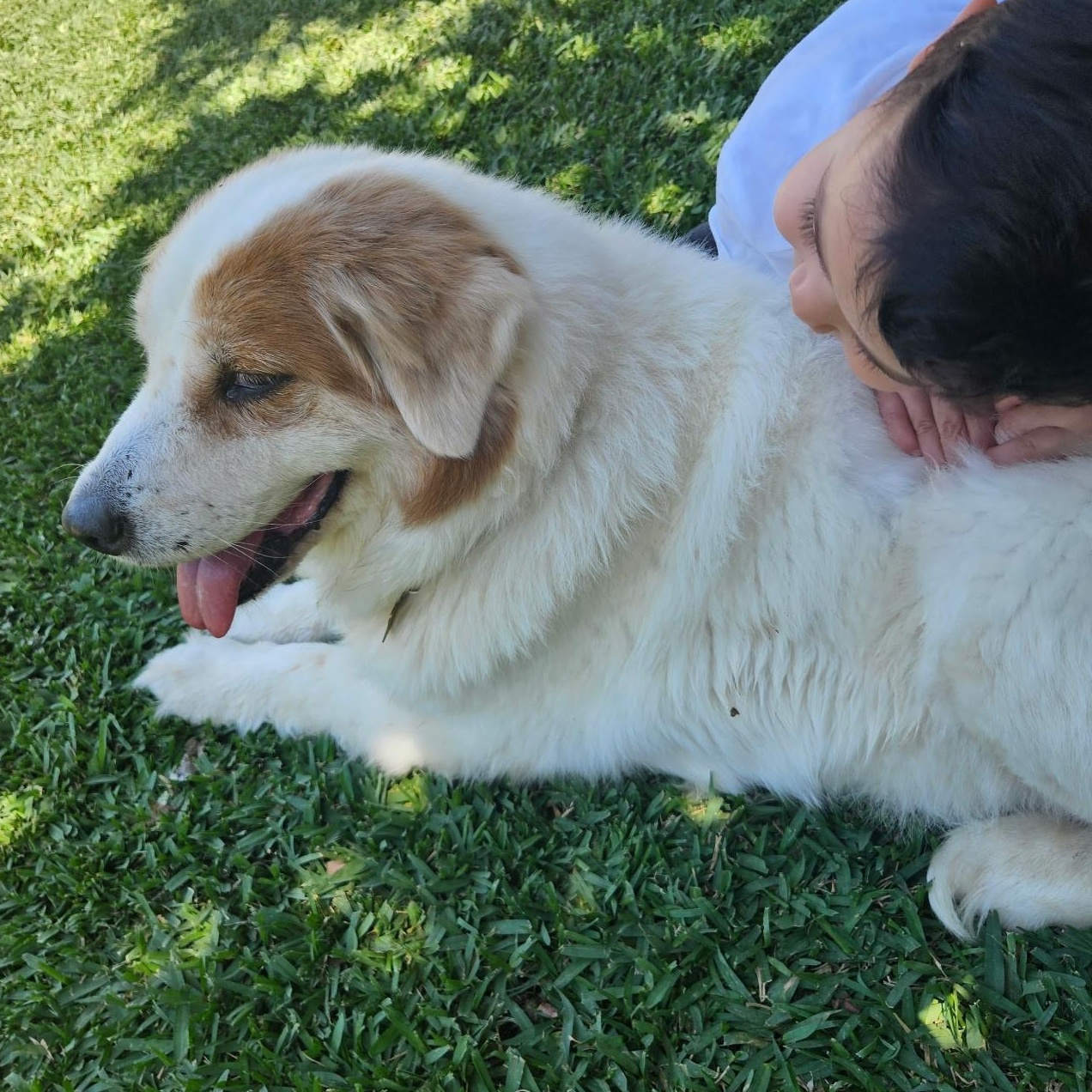 Lady Joy, a Adoptable mixed breed in Los Angeles, CA image 2/2