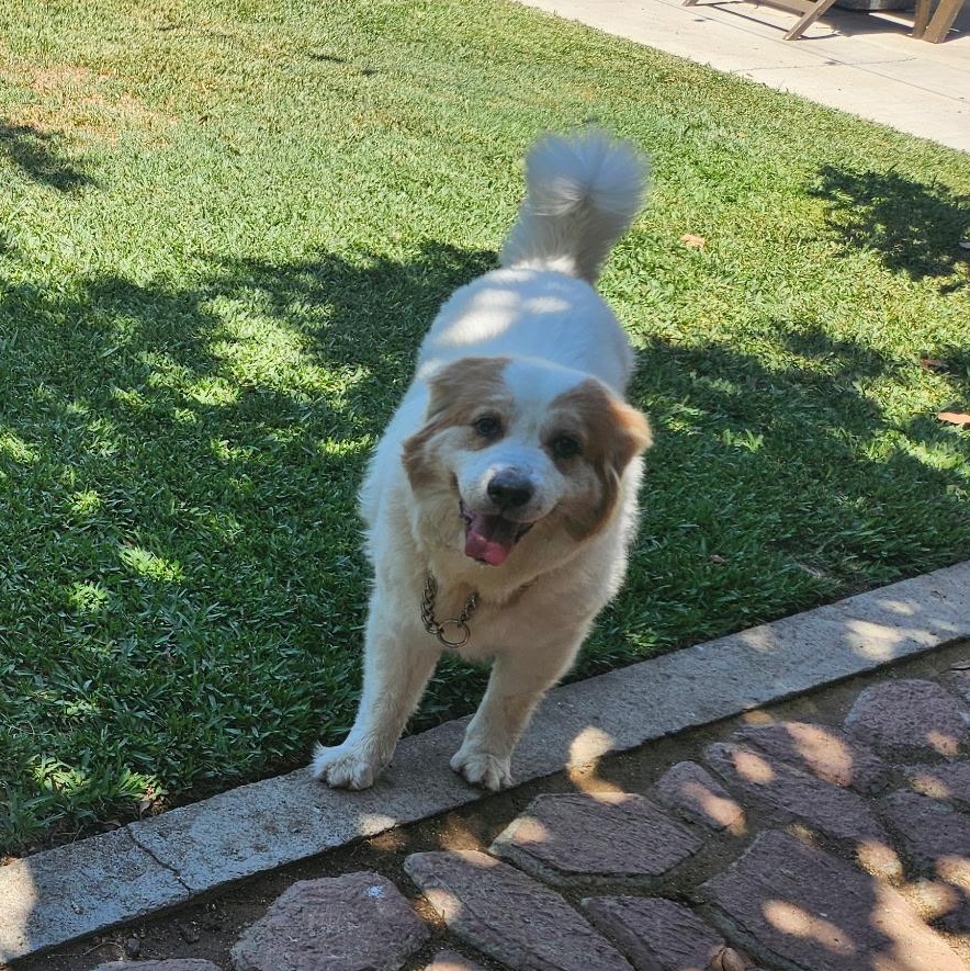 Lady Joy, a Adoptable mixed breed in Los Angeles, CA image 1/2