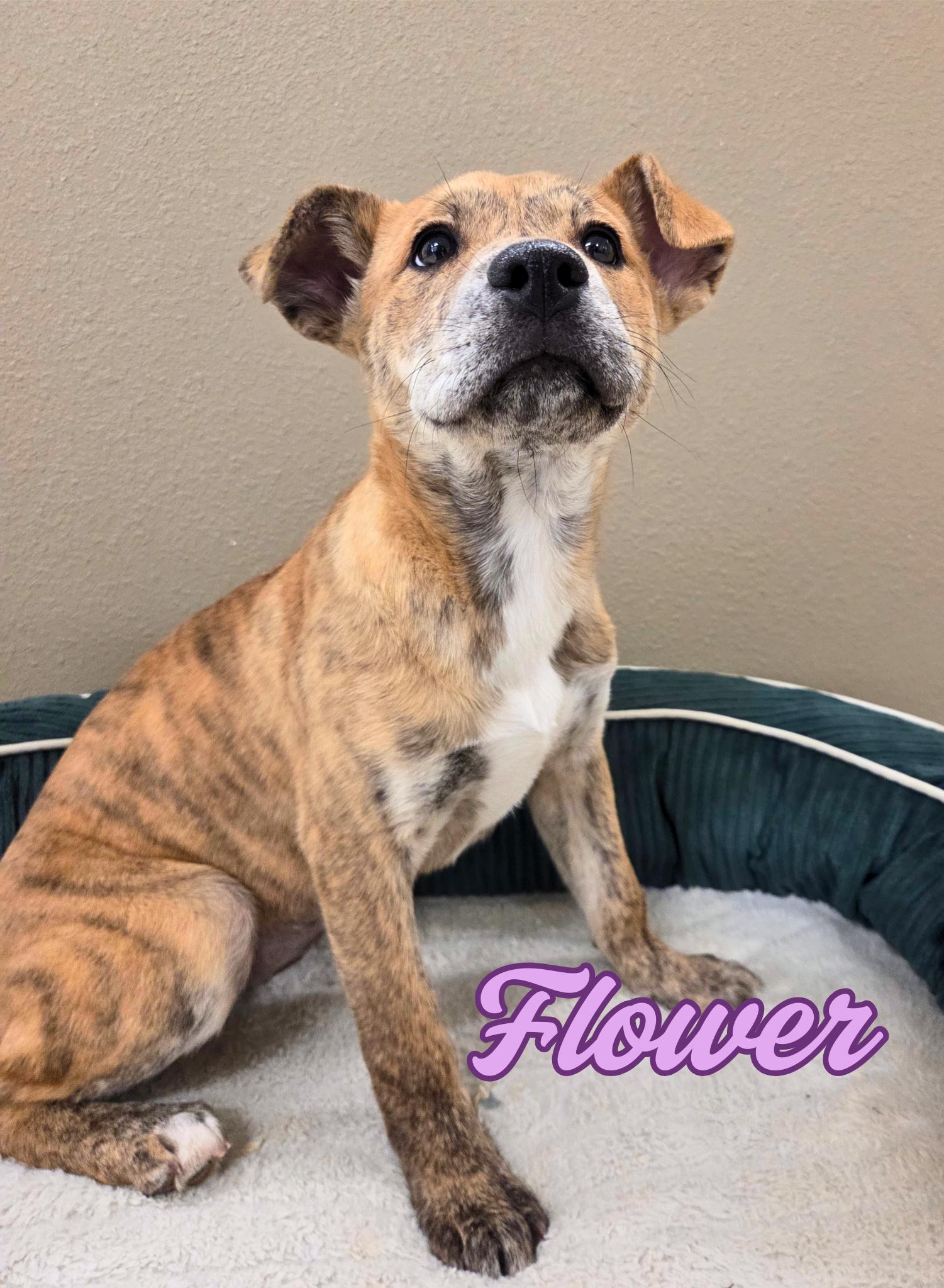 Flower, ADOPTABLE, Puppy Female Husky & Pit Bull Terrier.