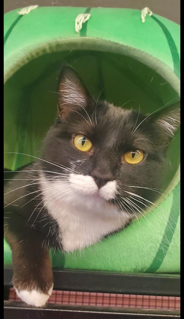 Enlarge Mama Cookie, a Adoptable mixed breed in Peoria, AZ image 3/3