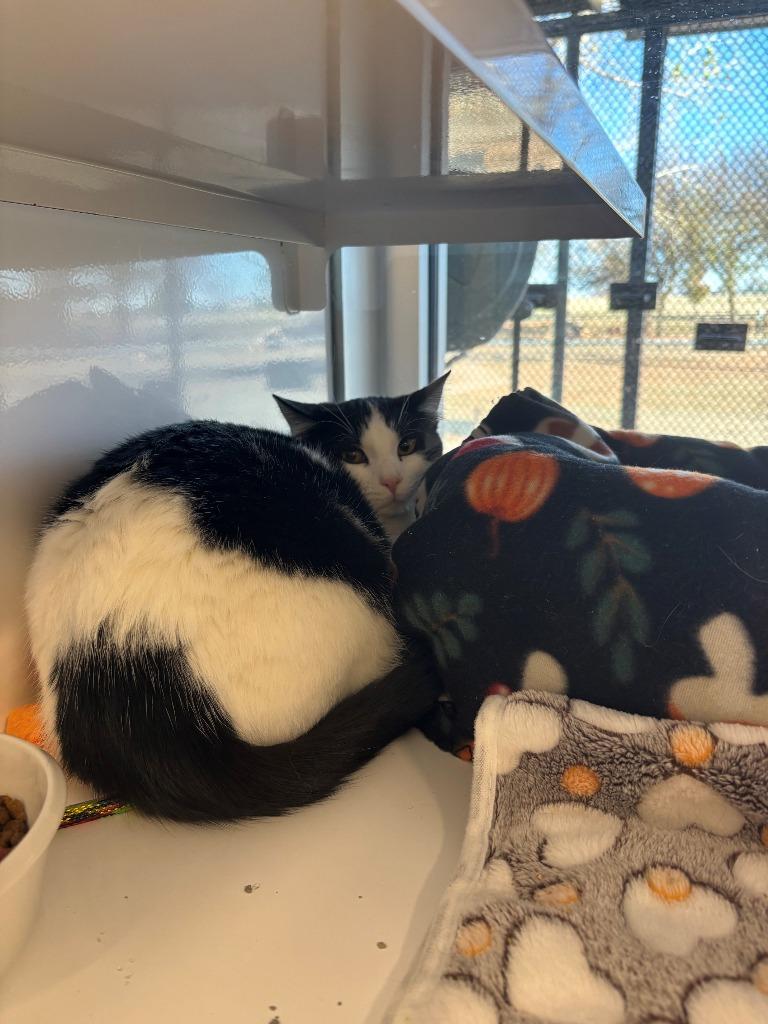 Gnarls, Adoptable, Young Male Domestic Short Hair.