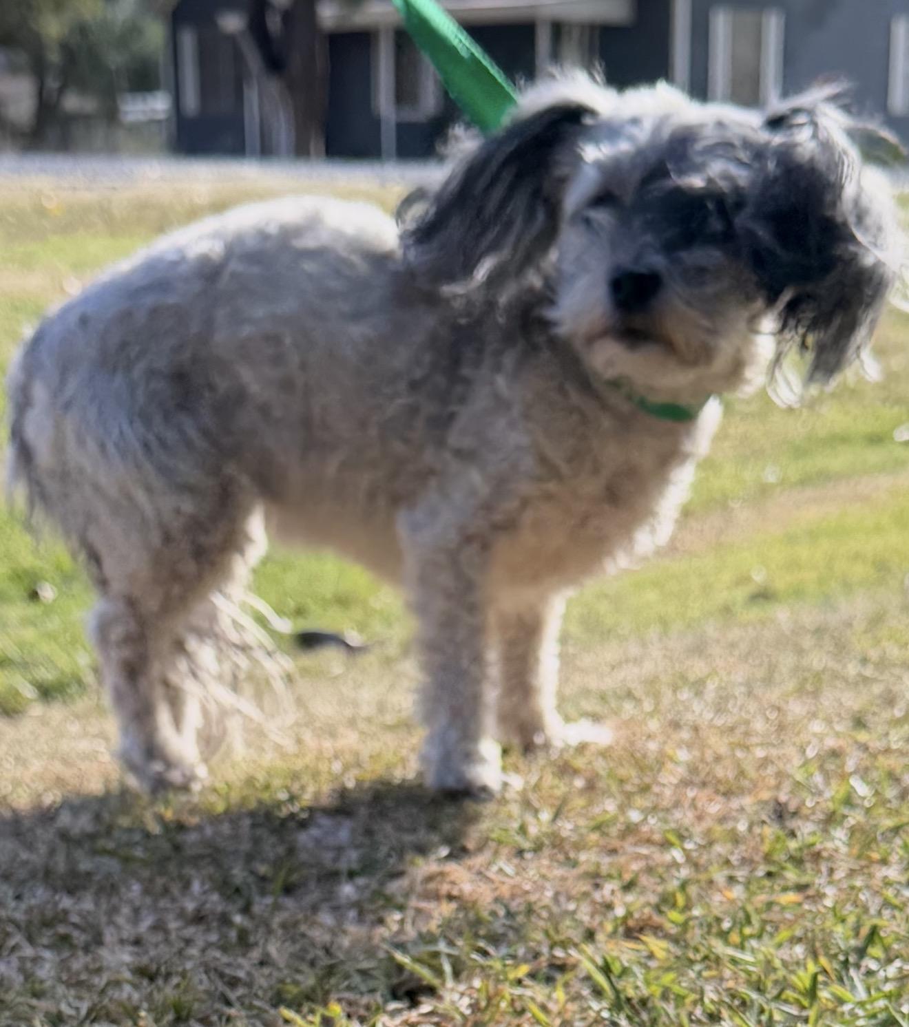 Bailey, Adoptable, Adult Female Havanese.