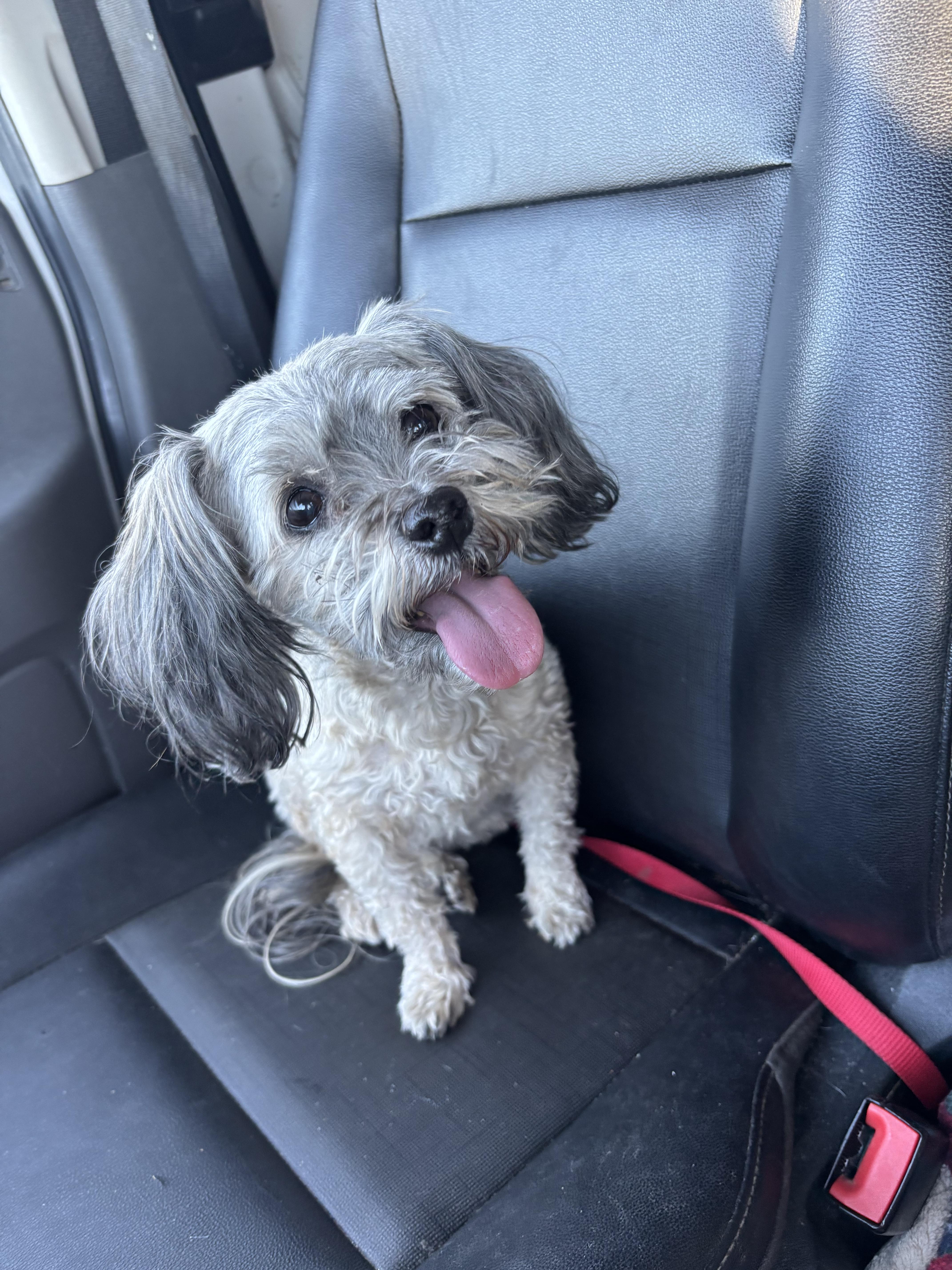 Bailey, a Adoptable Havanese in Westerly, RI image 2/3