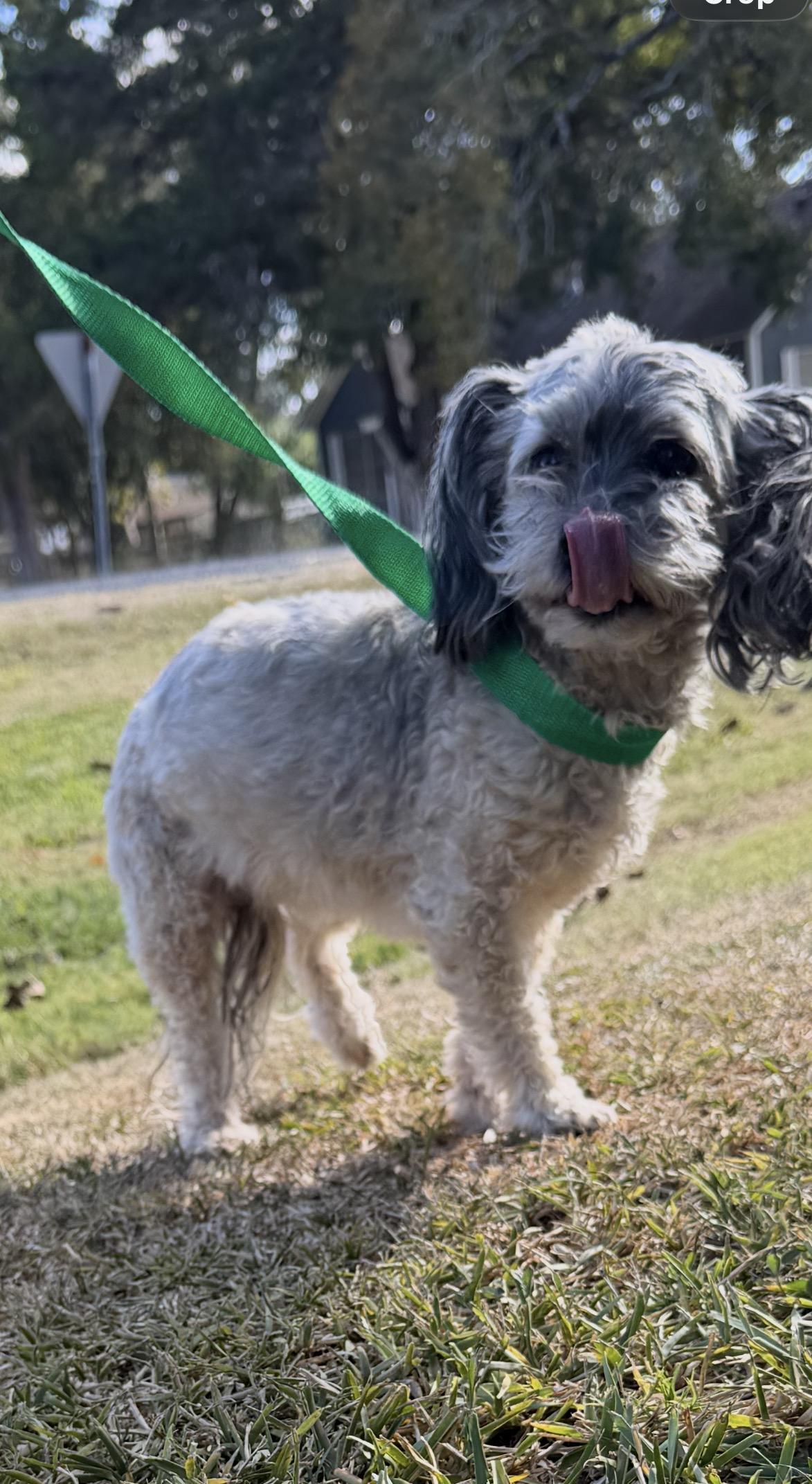 Bailey, a Adoptable Havanese in Westerly, RI image 3/3