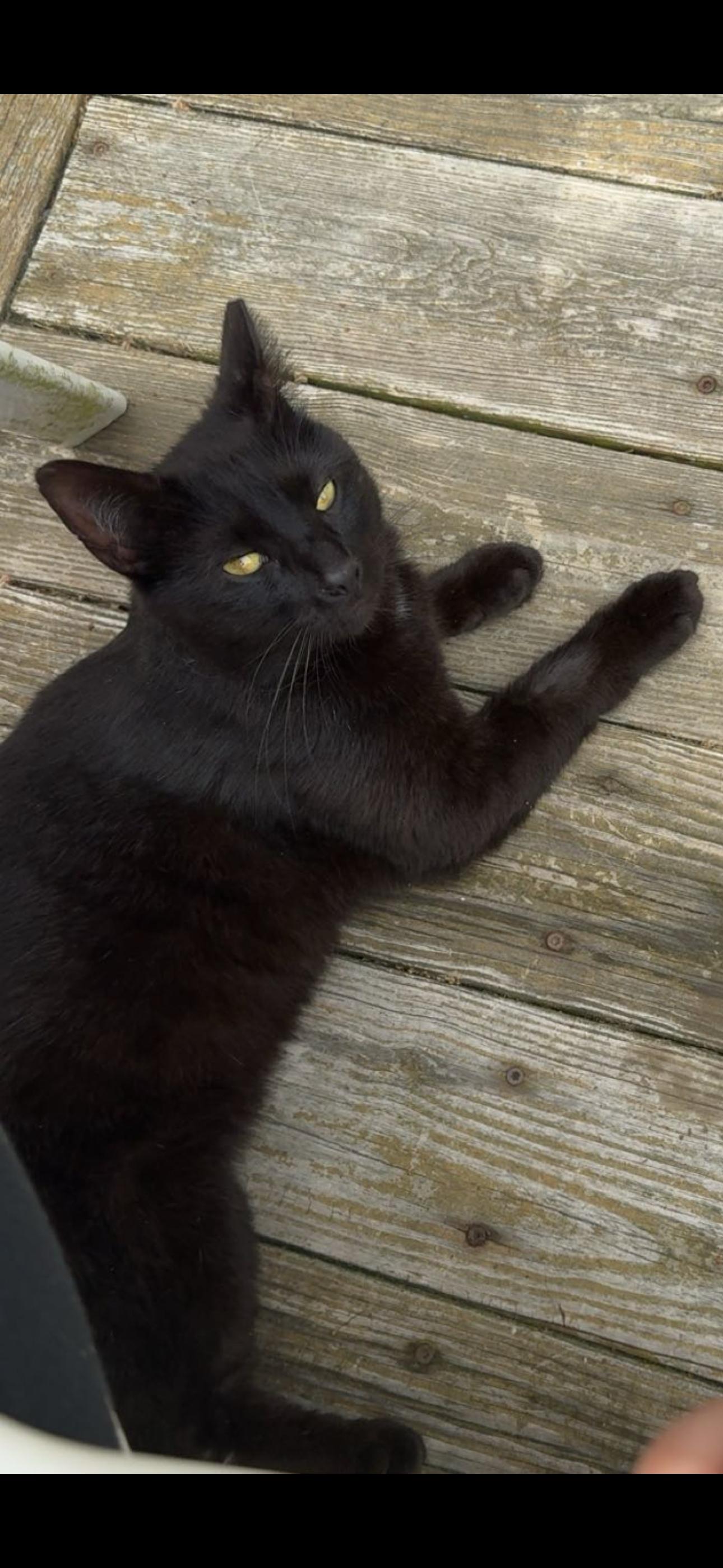 Eddie, Adoptable, Adult Male Domestic Short Hair.